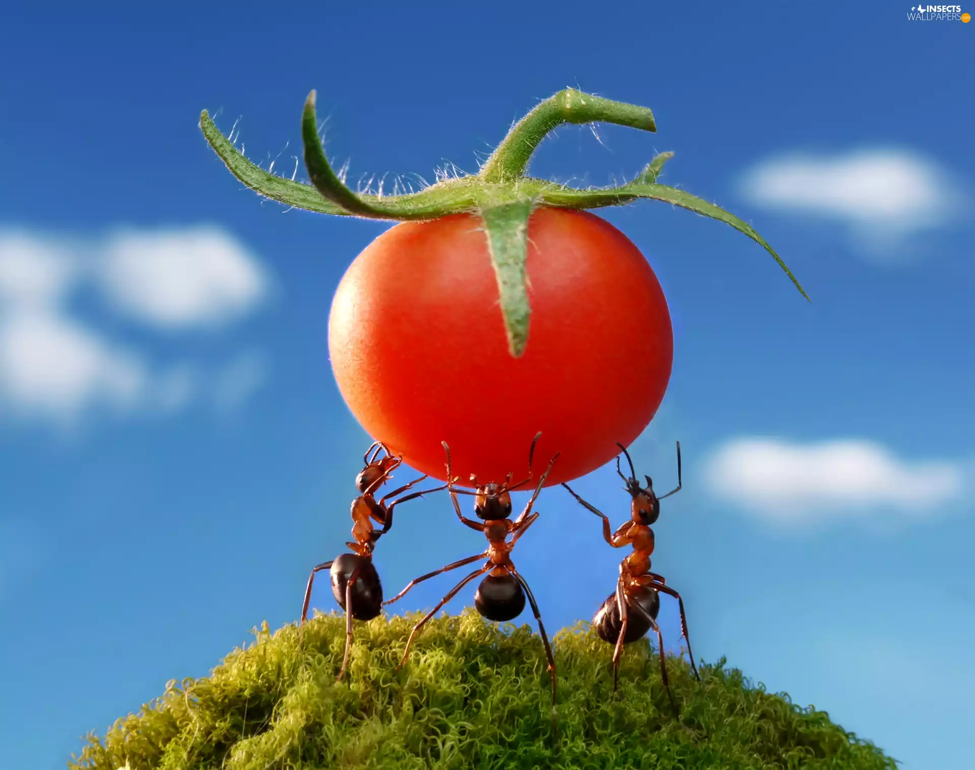 Sky, ants, tomato