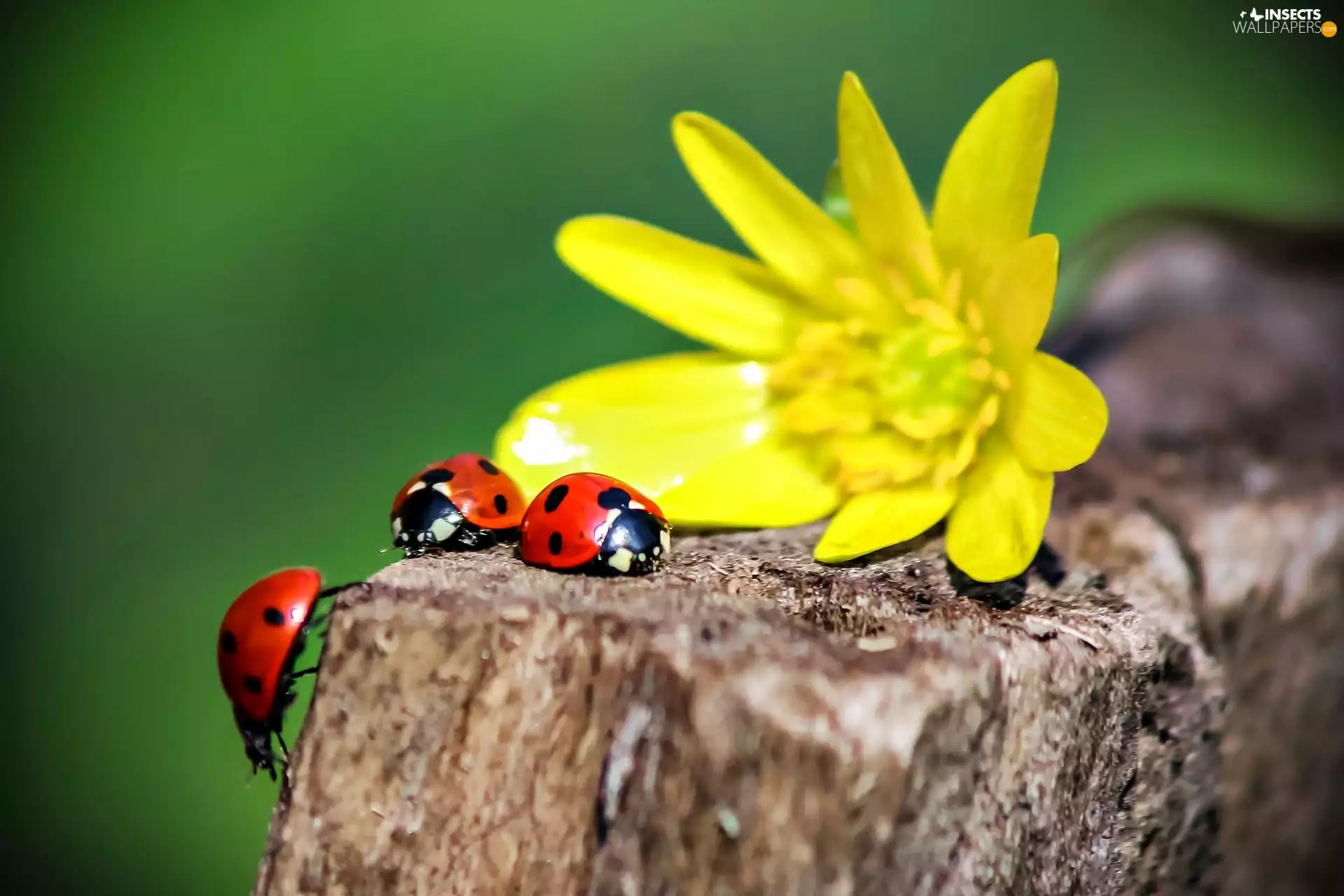 ladybugs, snag, Flower, Three, Yellow