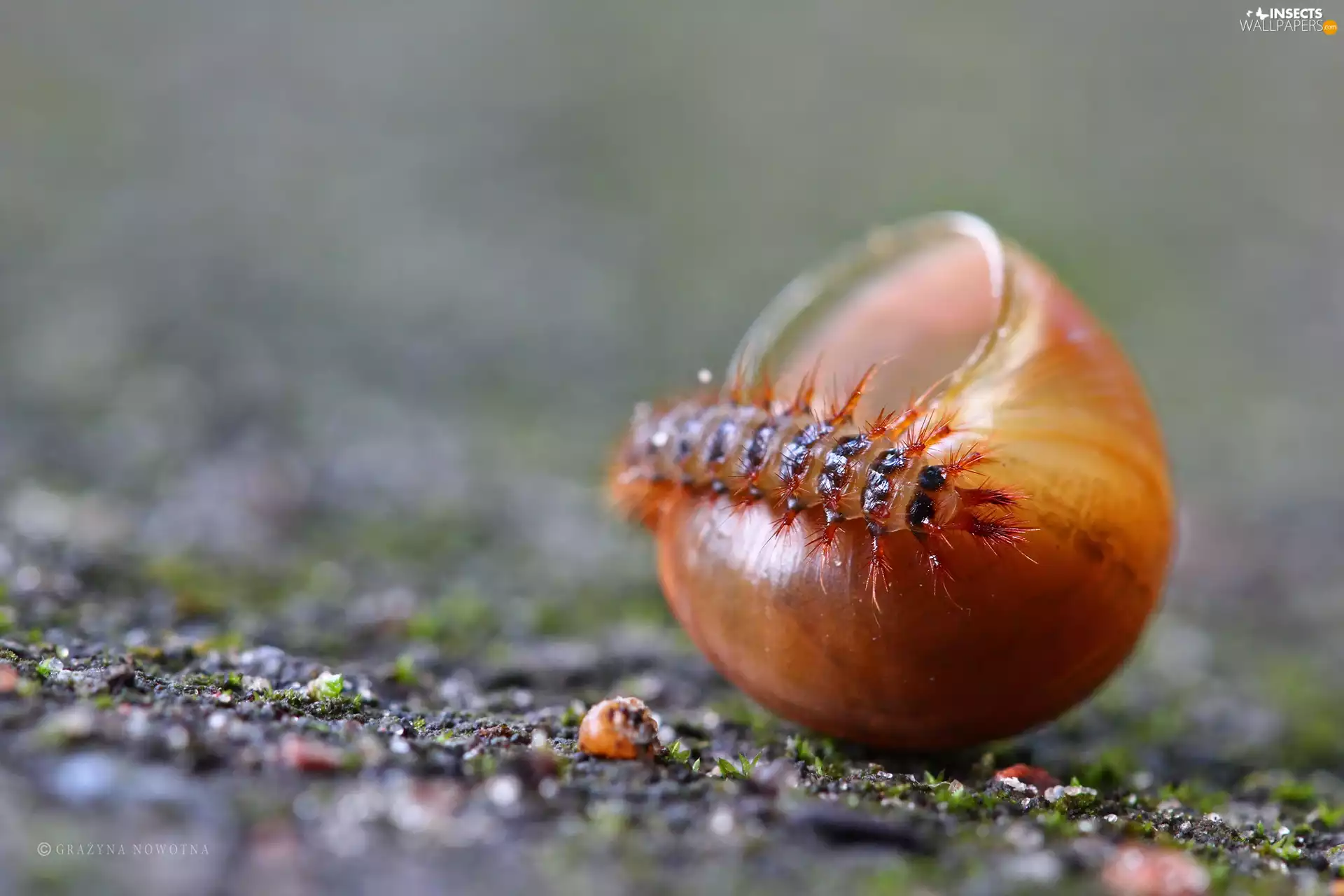 snail, caterpillar, shell
