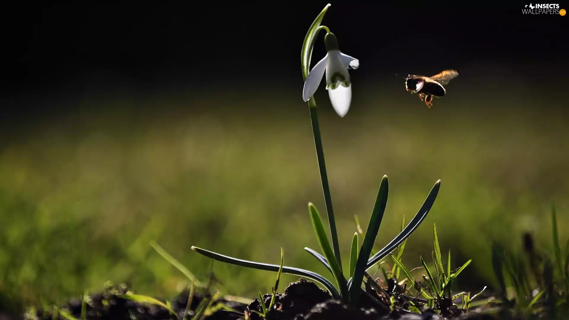 Snowdrop, bee