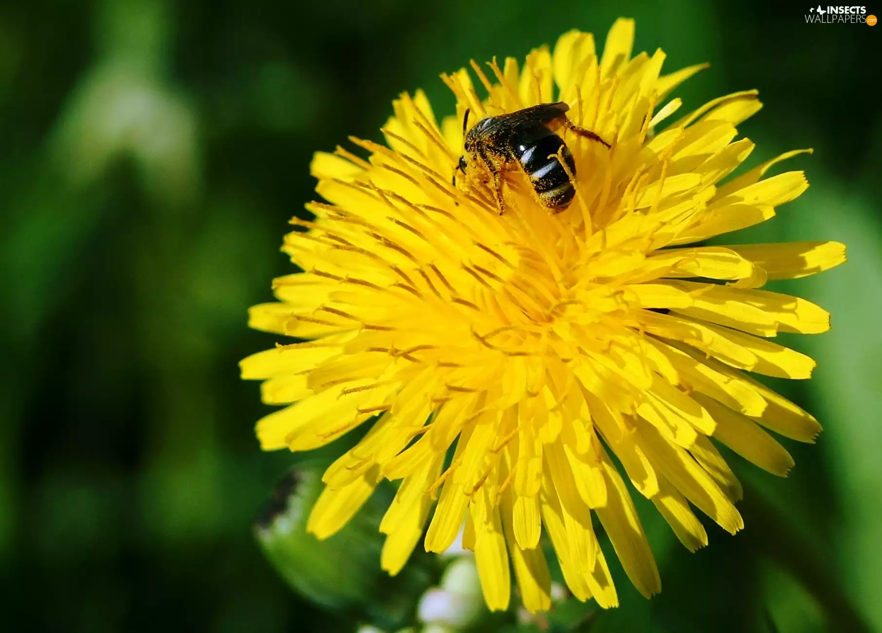 sow-thistle, bee