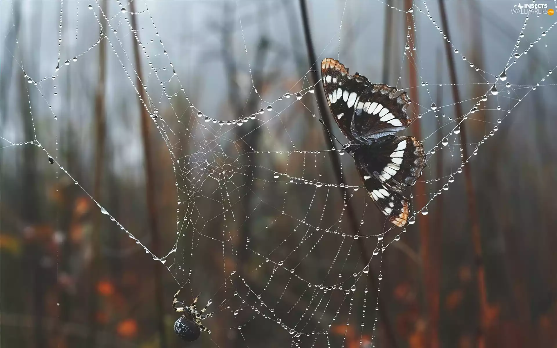 Spider, butterfly, net