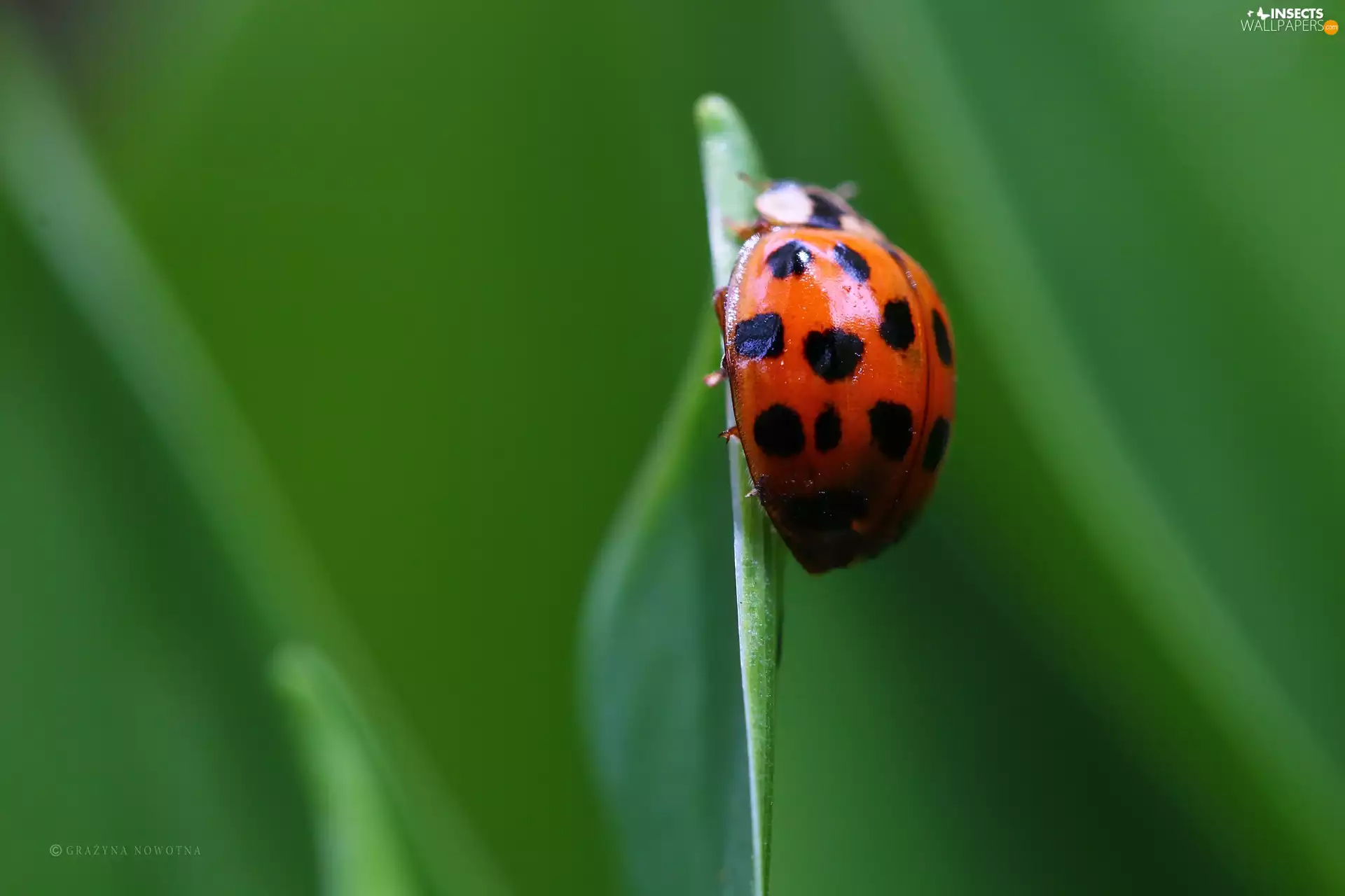 Spots, ladybird, Insect