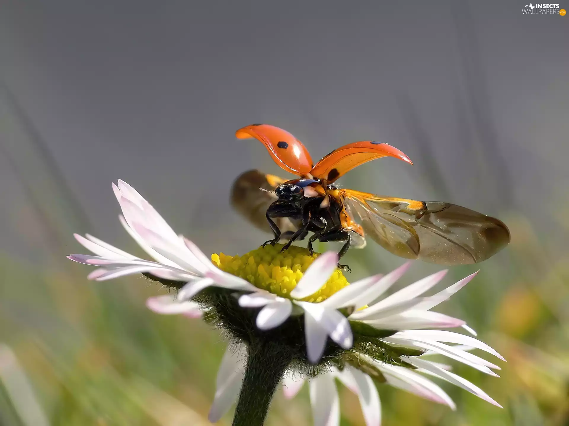 Colourfull Flowers, Daisy, spread, wings, ladybird