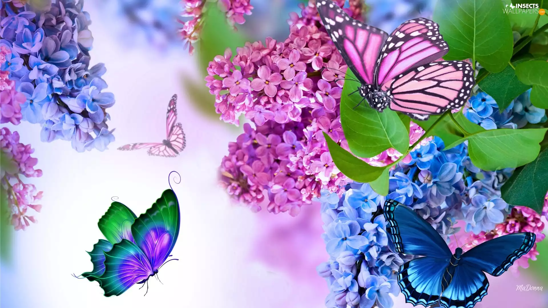 Spring, without, butterflies