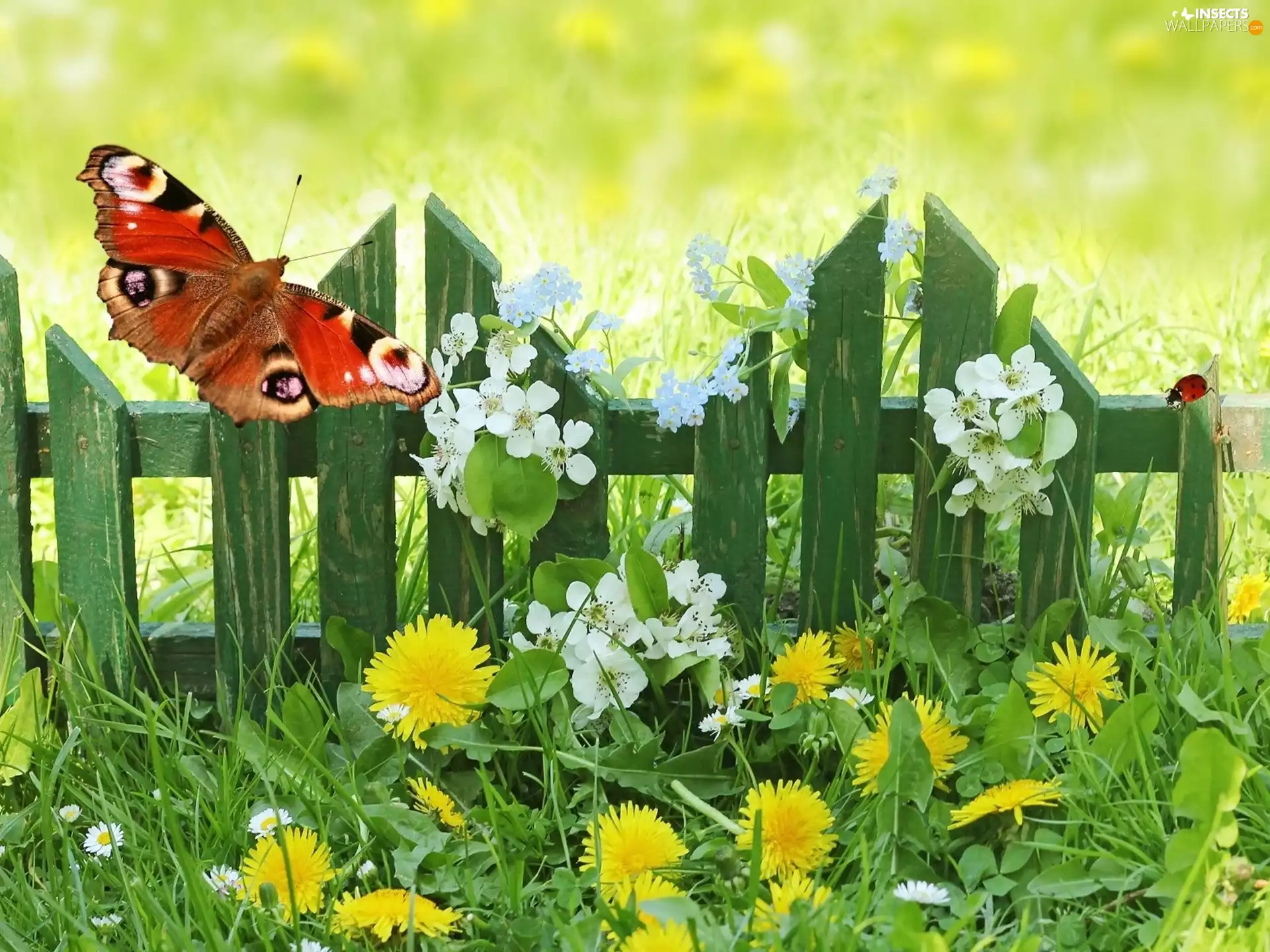 Meadow, Spring, butterfly, Flowers, Hurdle