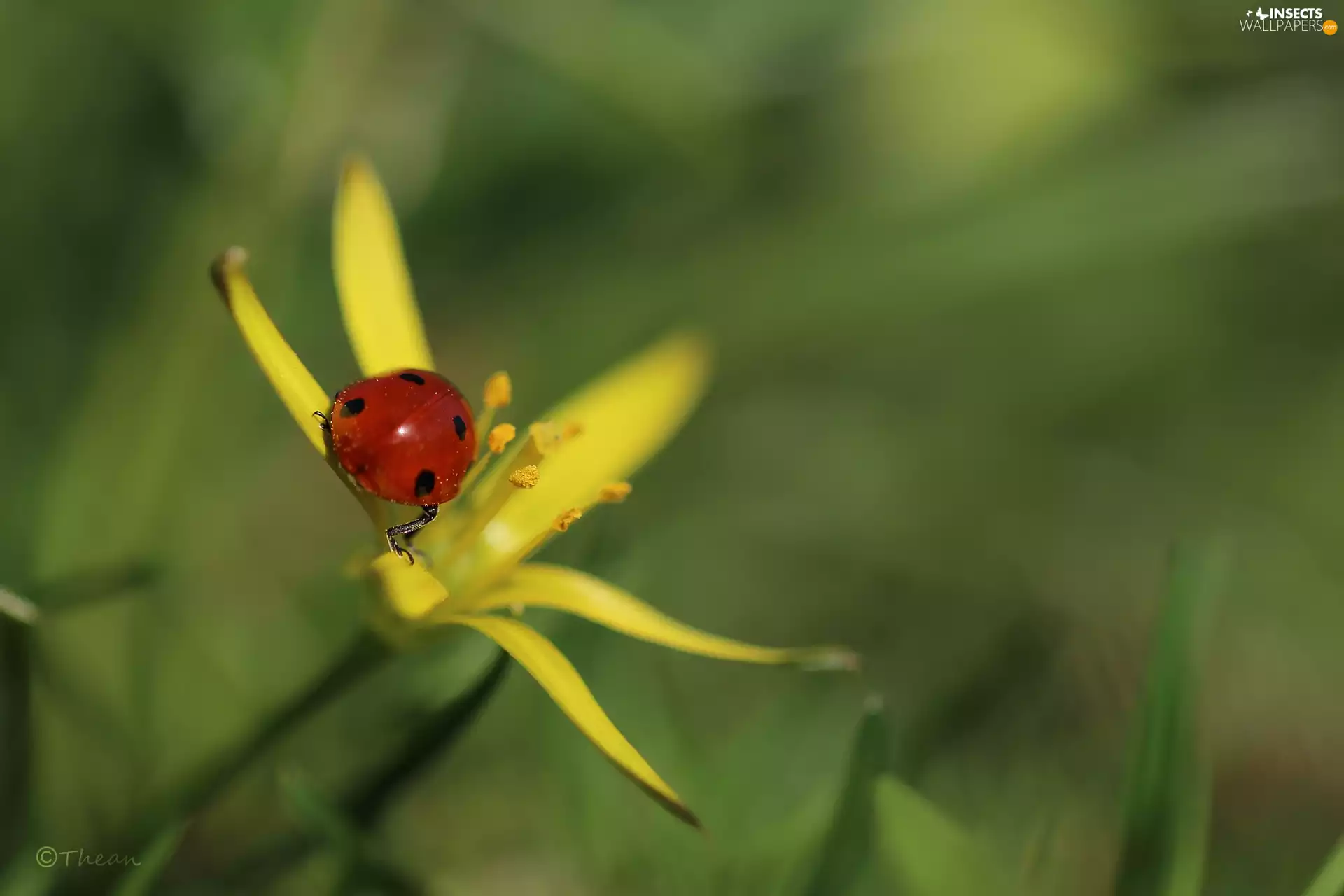 ladybird, Colourfull Flowers, Spring, Yellow gold plating