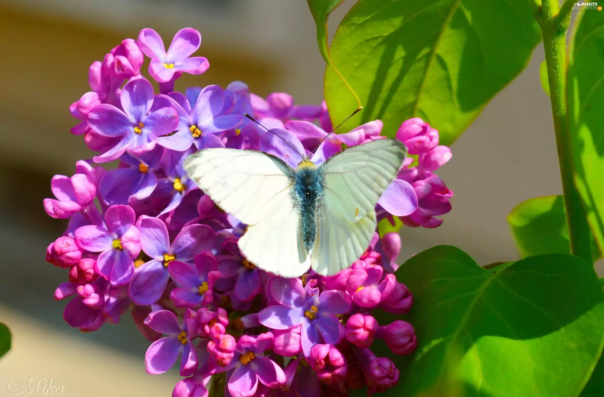 butterfly, Spring, lilac, White, twig