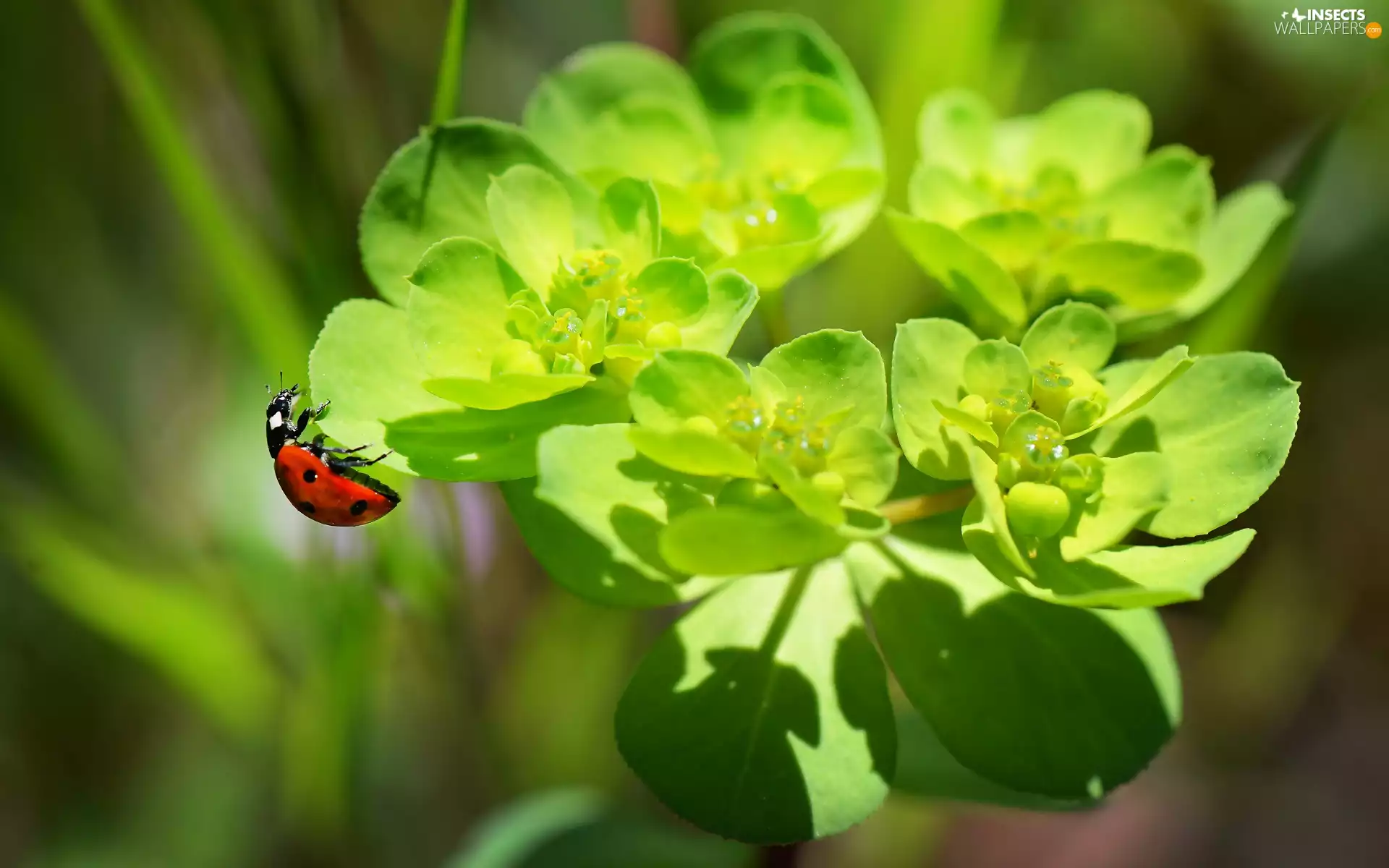 spurge, ladybird