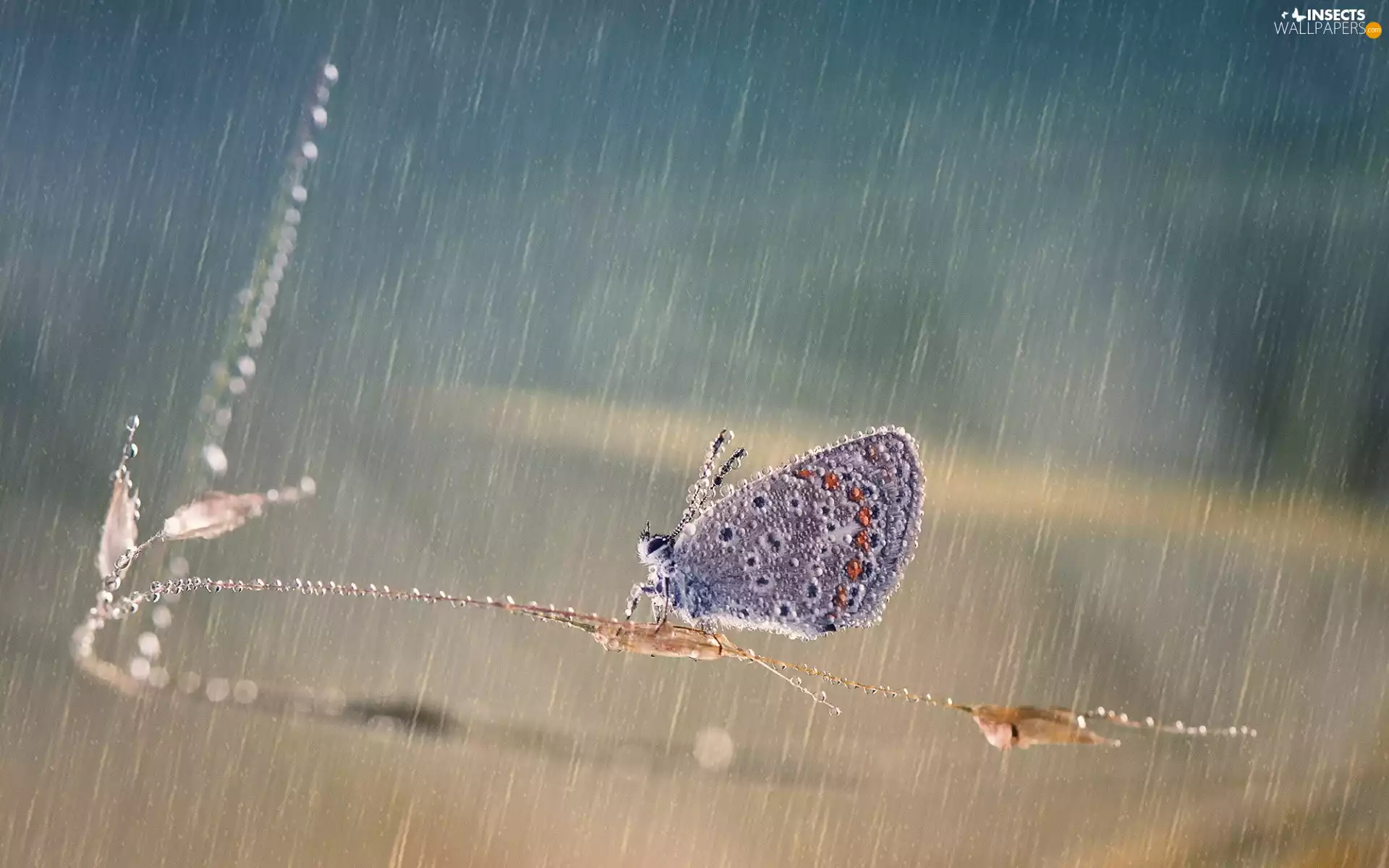grass, stalk, butterfly, Rain, Dusky