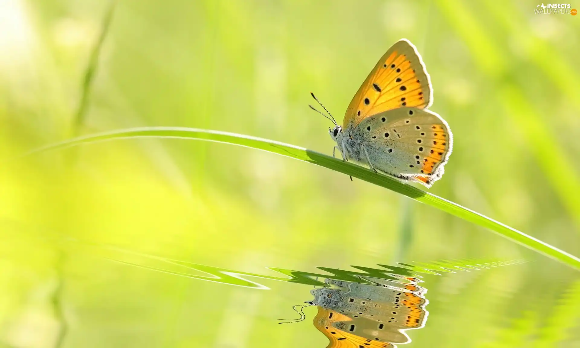 butterfly, grass, reflection, stalk
