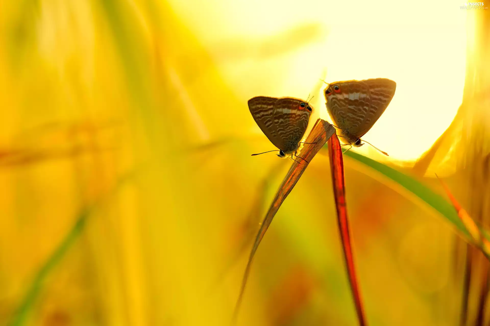 fuzzy, background, butterflies, stalk, Two cars