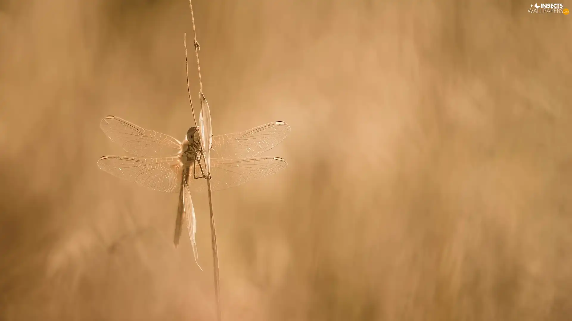 grass, dragon-fly, stalk