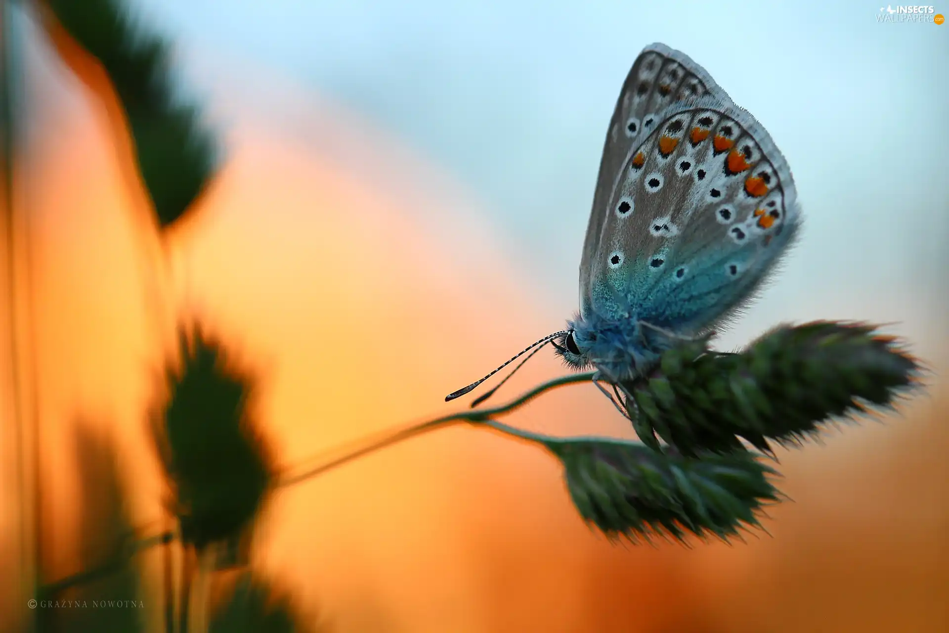 stalk, butterfly, Dusky