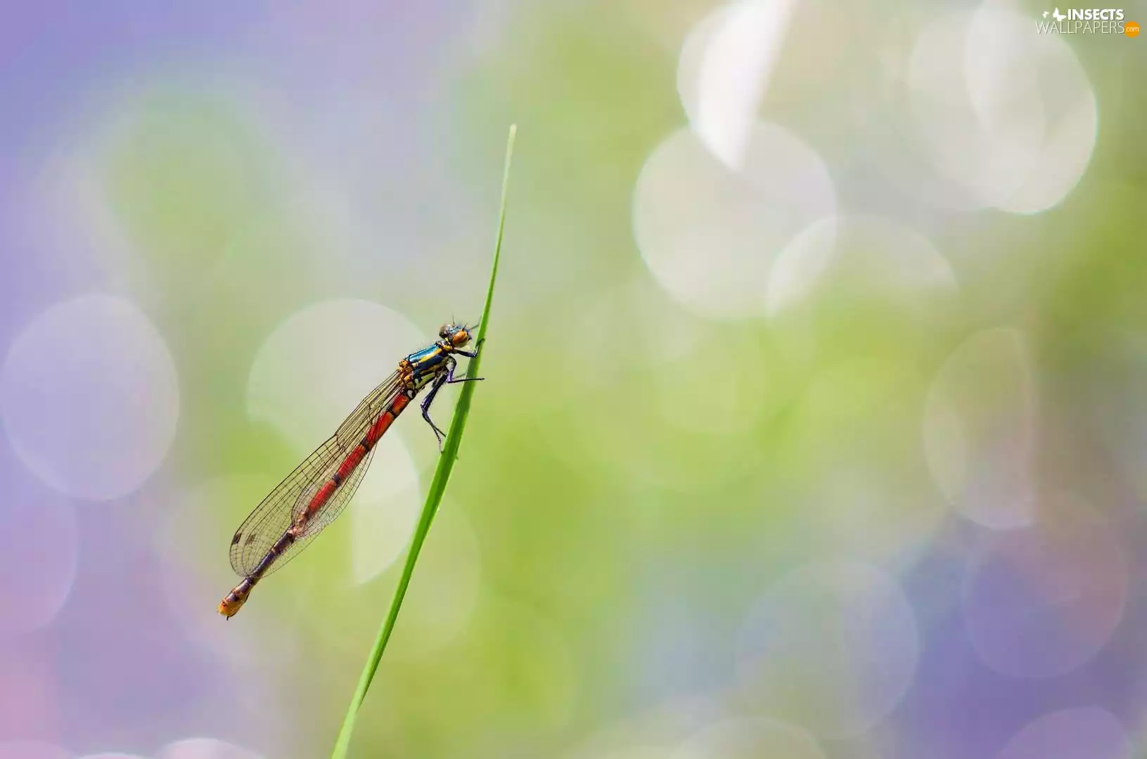 grass, dragon-fly, stalk