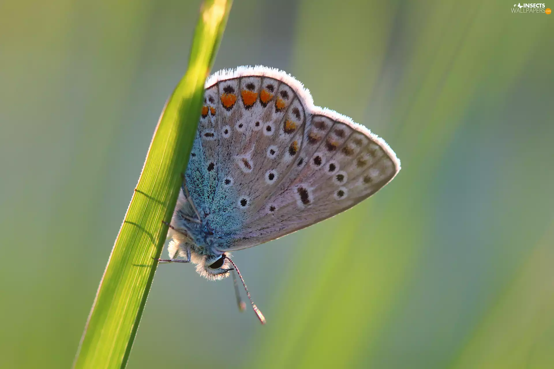 butterfly, stalk, grass, Dusky Icarus