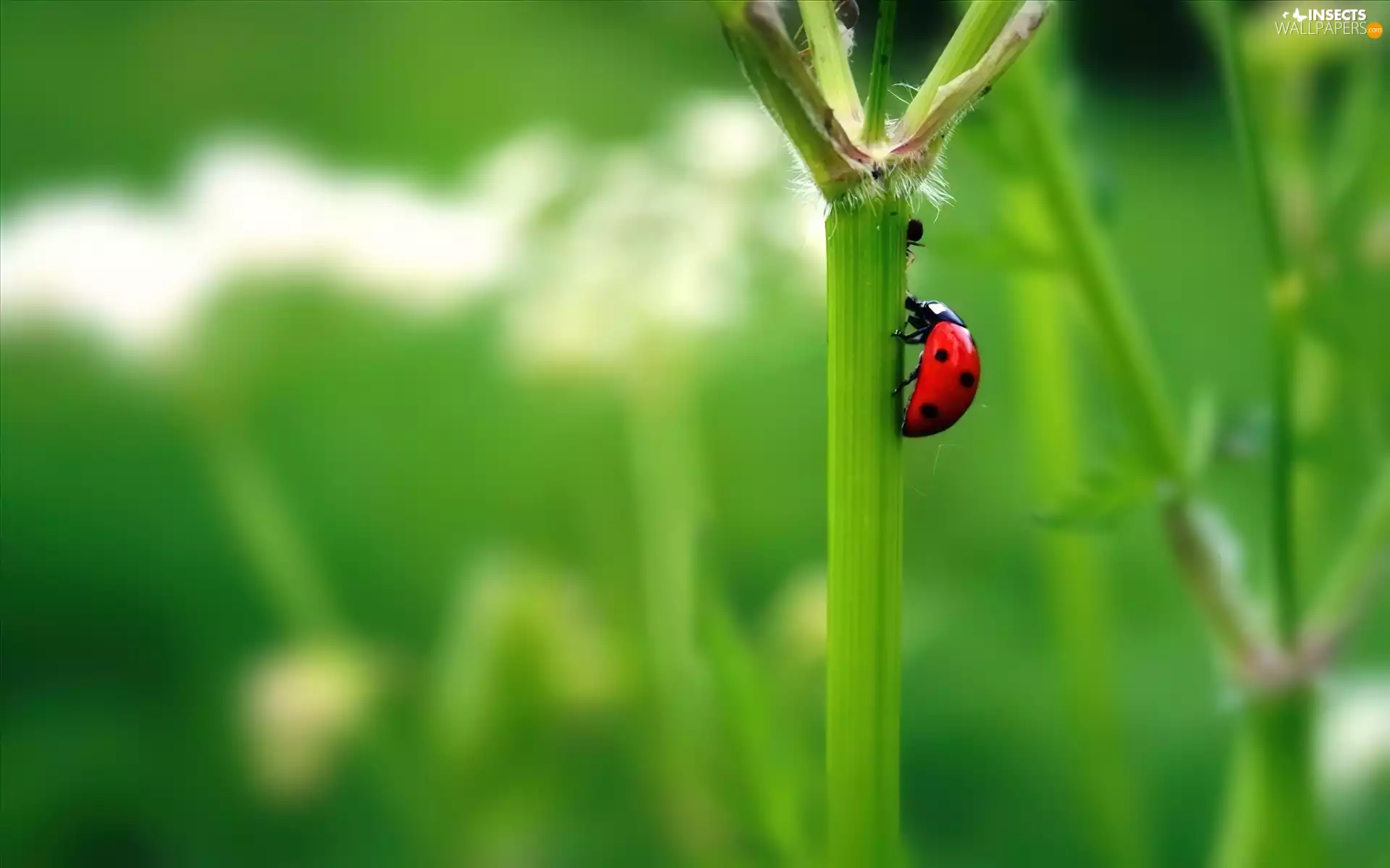 stalk, ladybird, Green