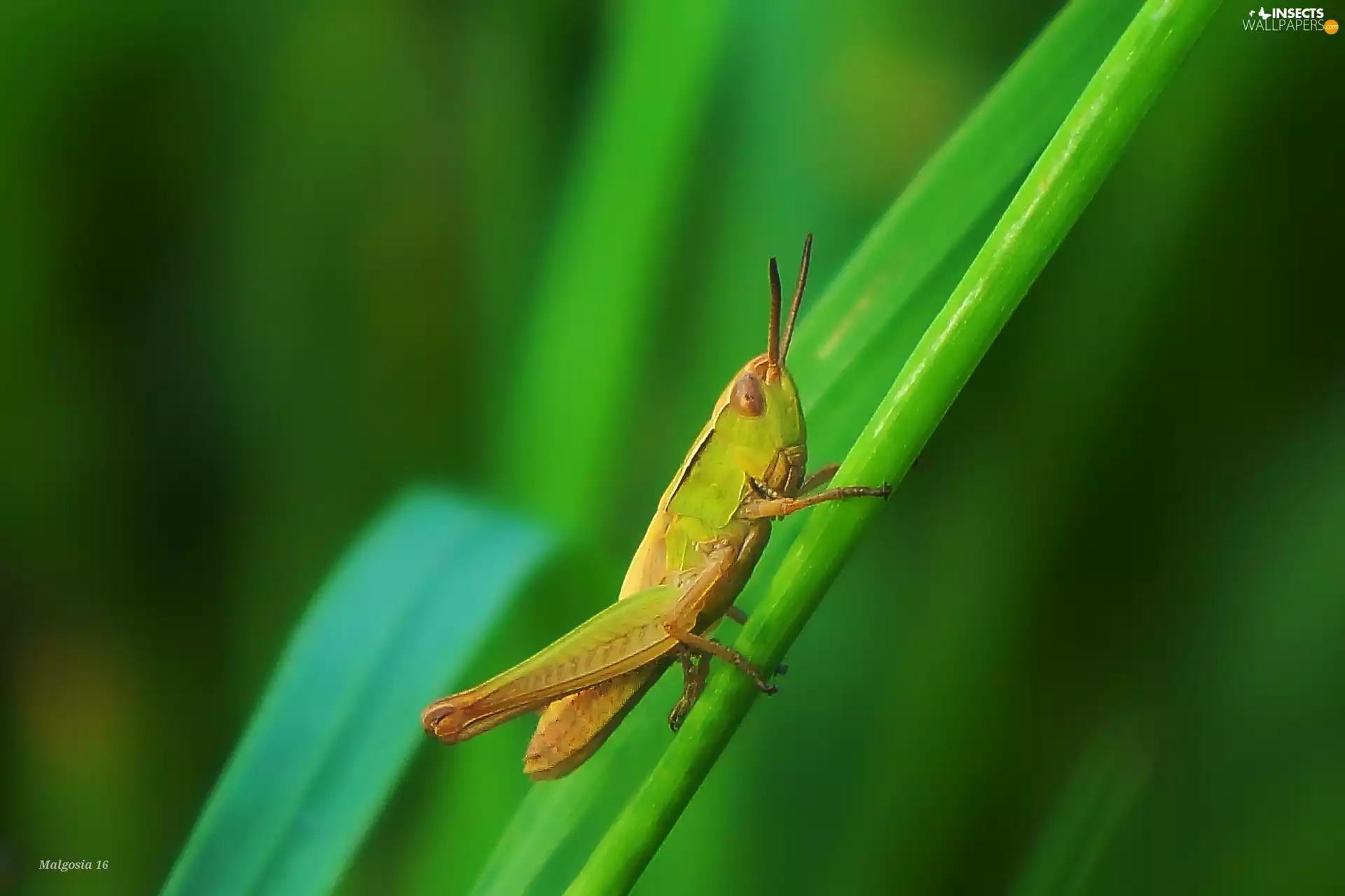 grass, Close, field, stalk, sea-horse