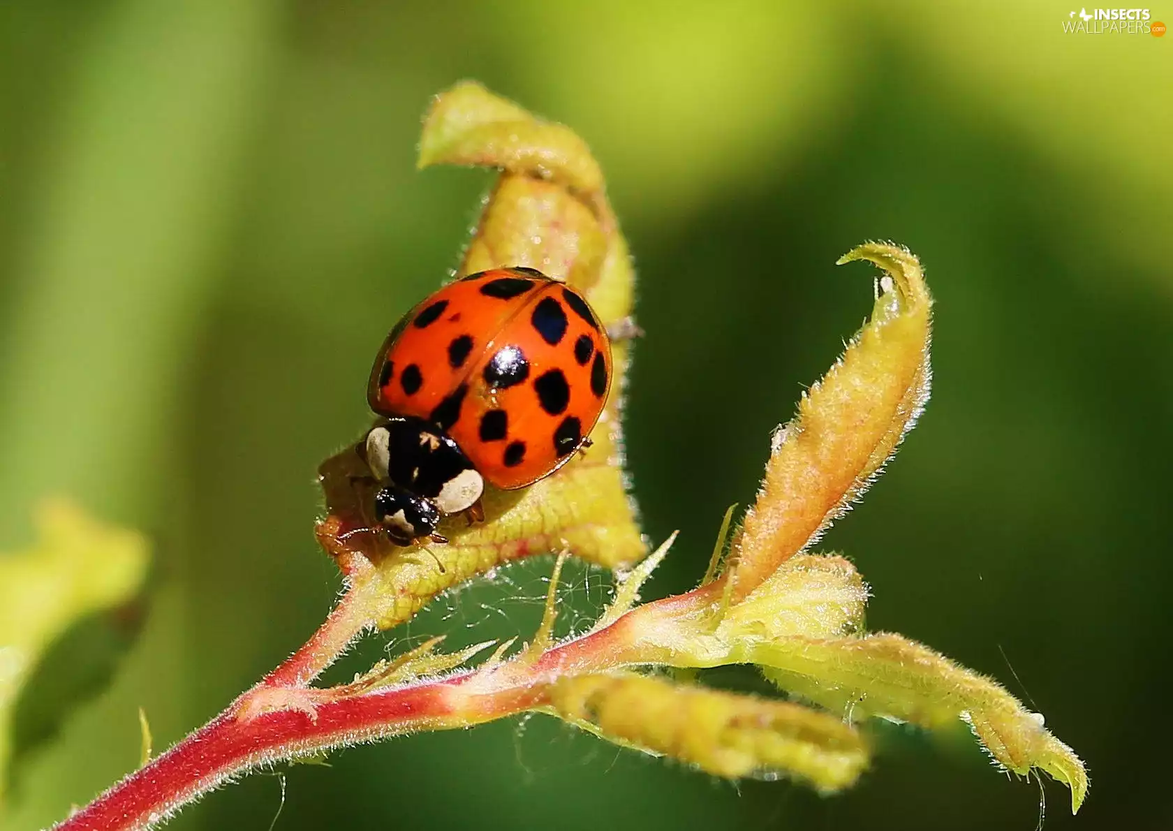stalk, ladybird, leaves