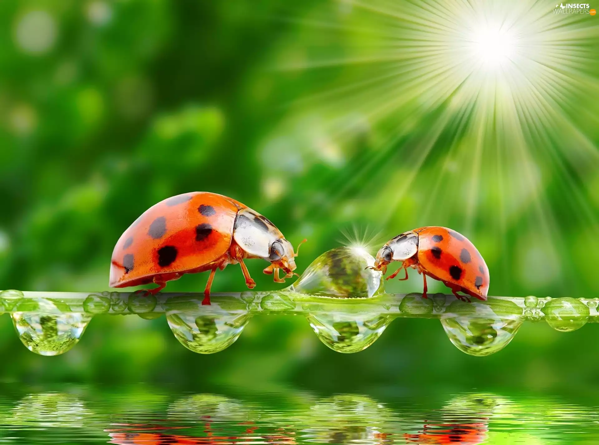 grass, drops, sun, stalk, ladybugs, rays, reflection