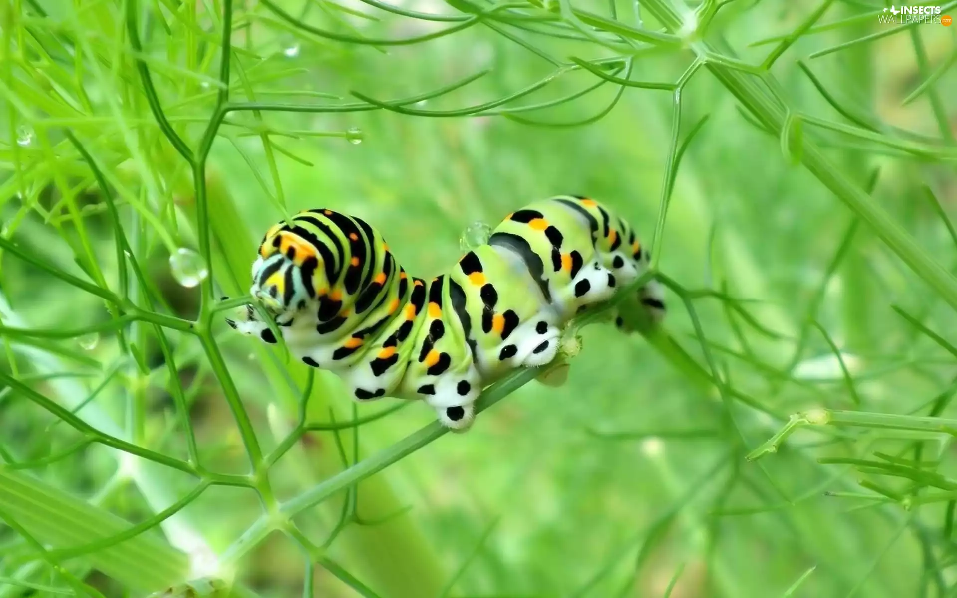 stems, caterpillar, butterfly