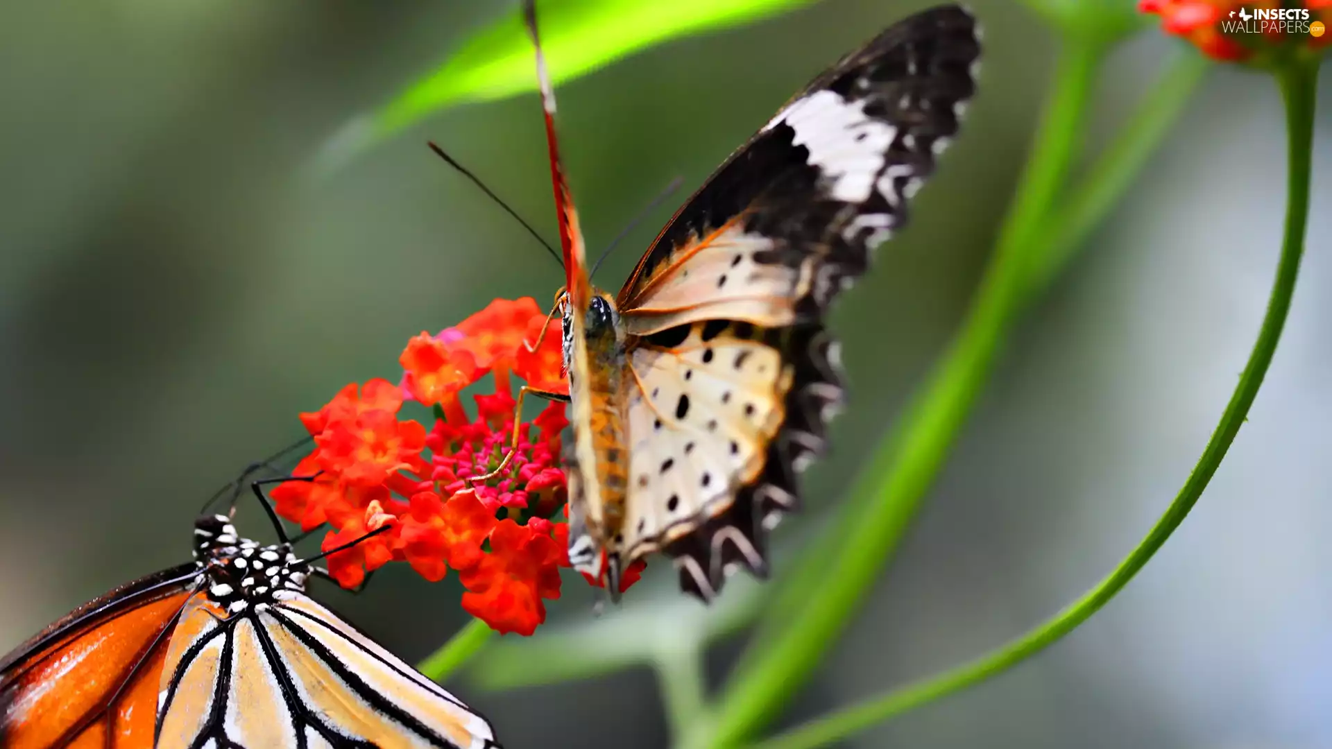 stems, butterflies, Flower