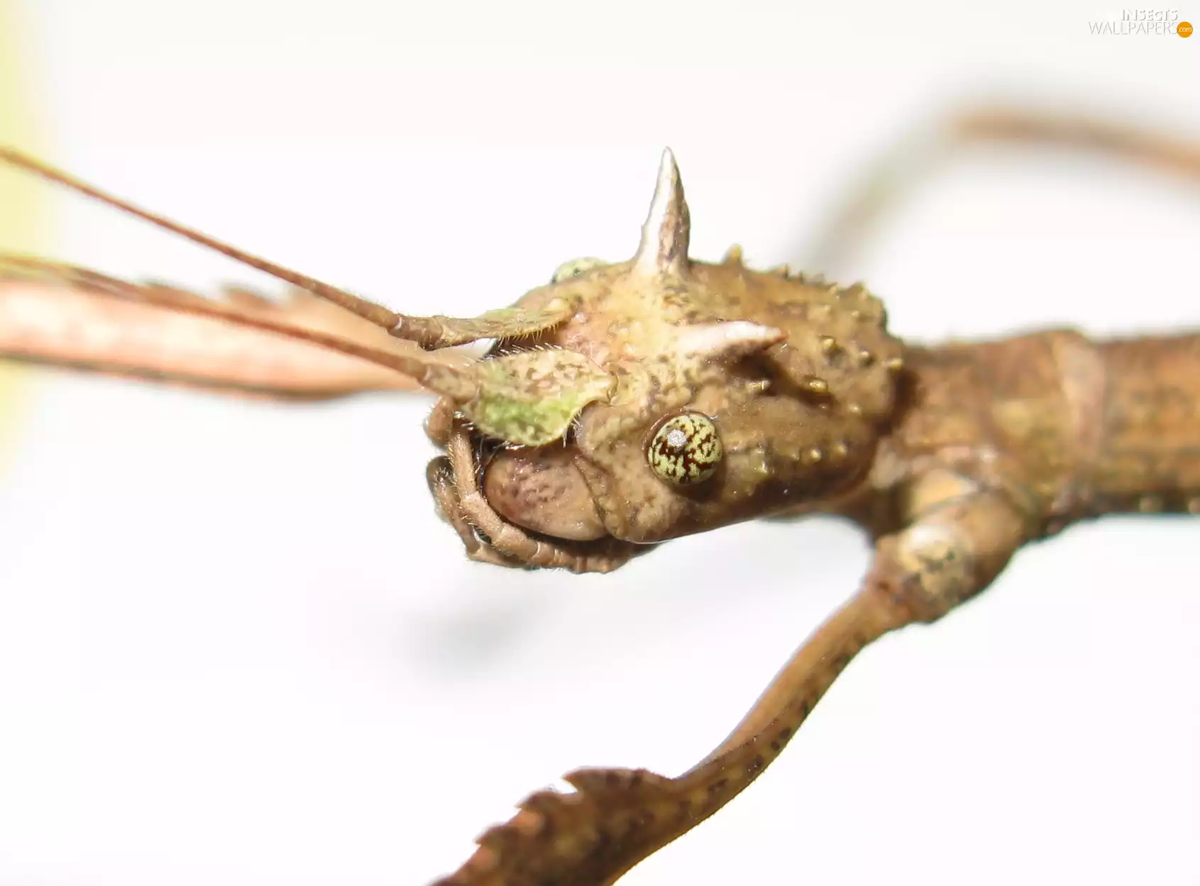 stick insect, horned