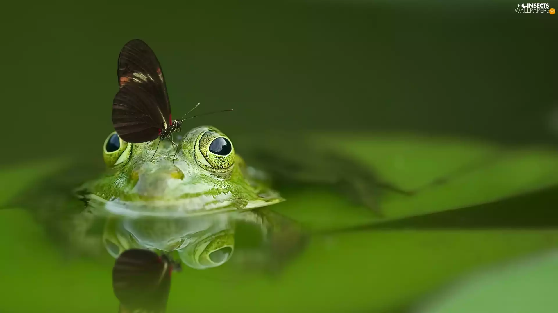 strange frog, butterfly