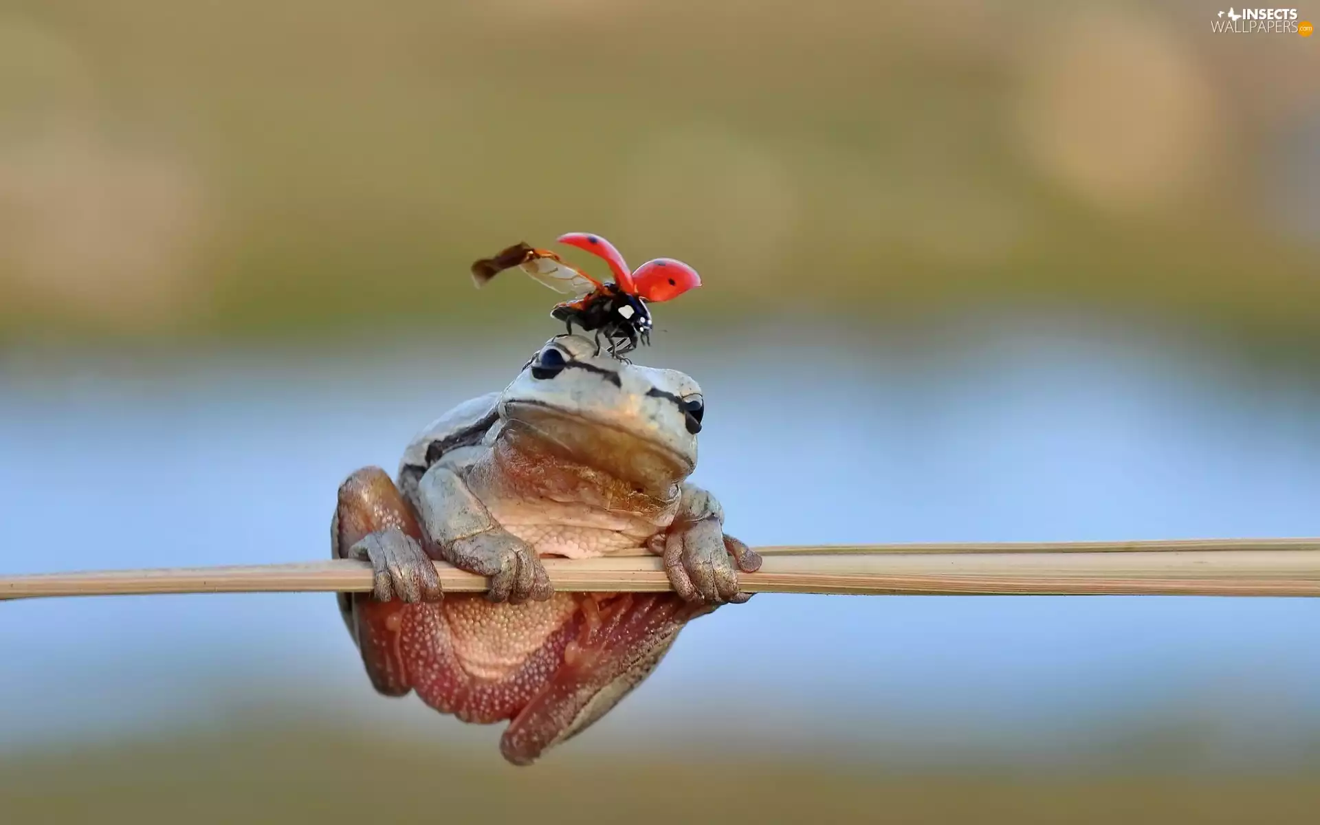 strange frog, ladybird