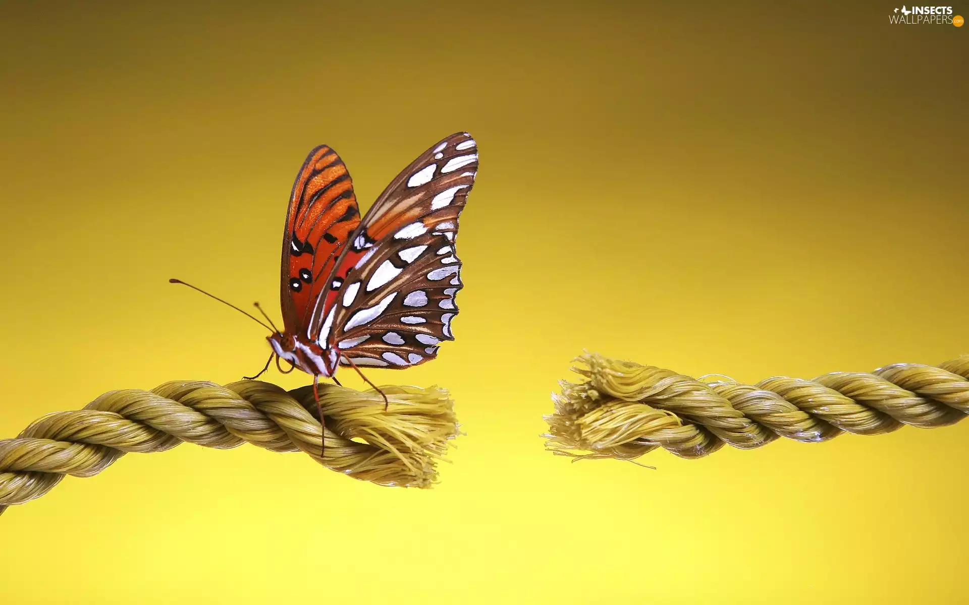 string, butterfly, broken