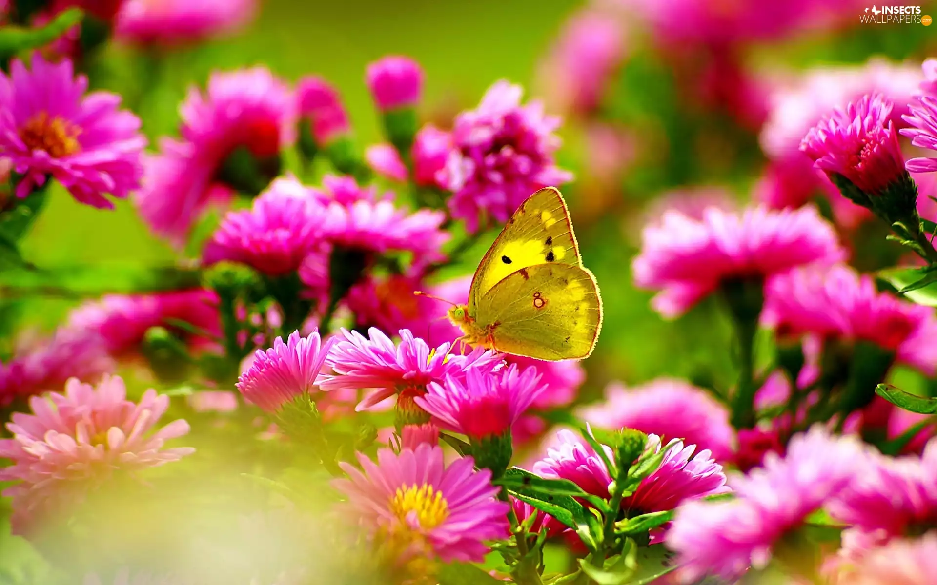 Astra, summer, butterfly, Pink, Yellow