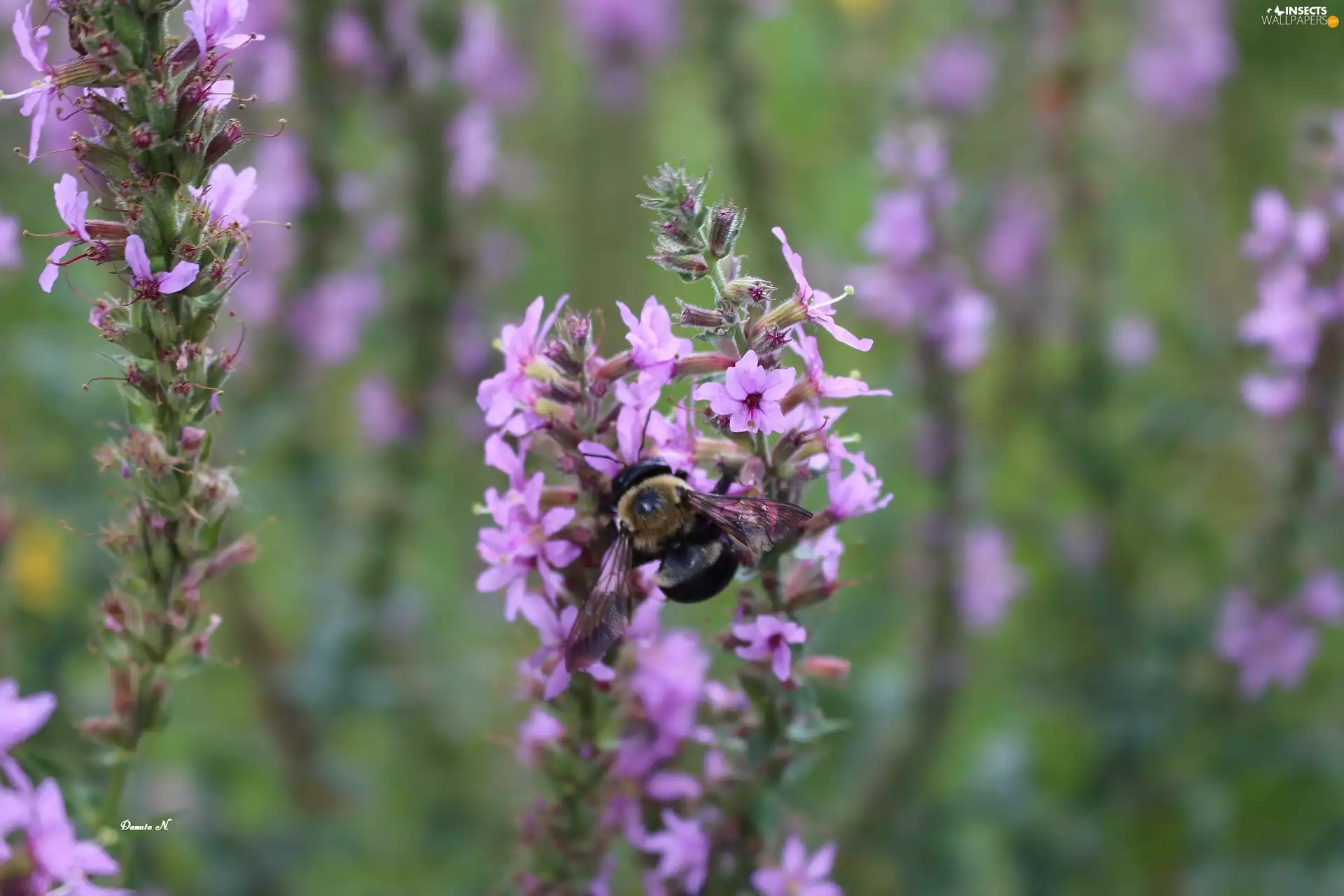 summer, phlox, dumbledor