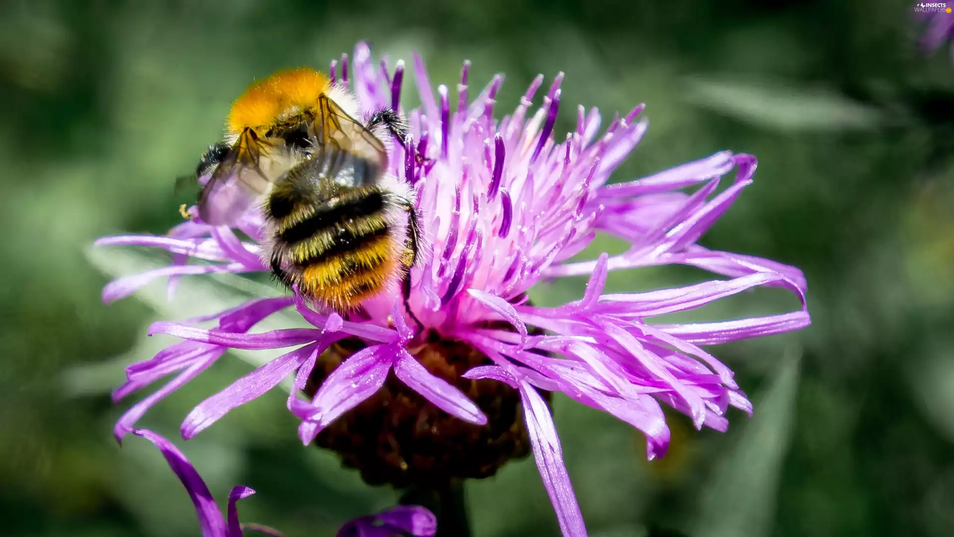 bee, summer, Meadow, Colourfull Flowers