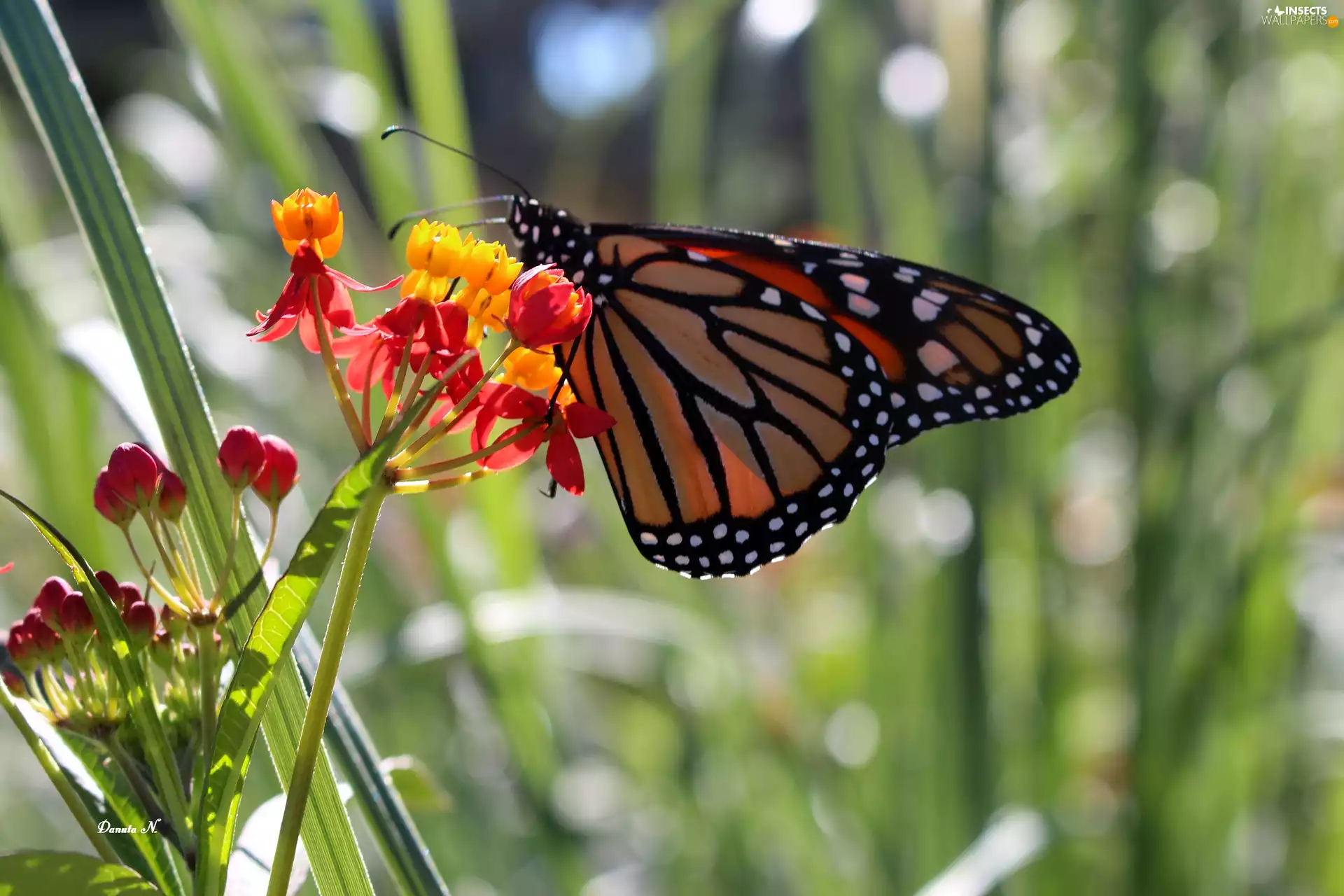 Garden, summer, Monarch, Flowers, butterfly