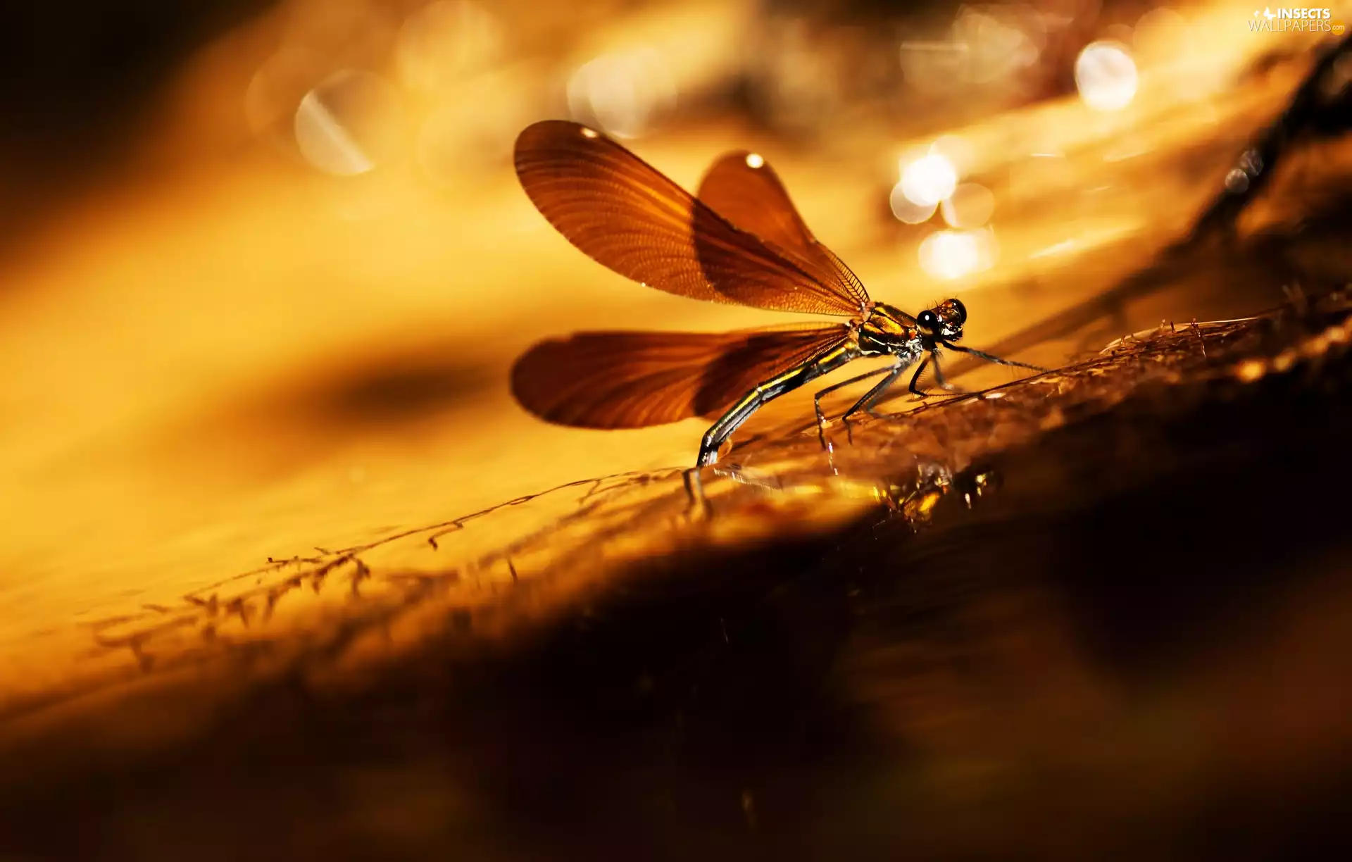 sun, Great Sunsets, luminosity, ligh, dragon-fly, flash, Close