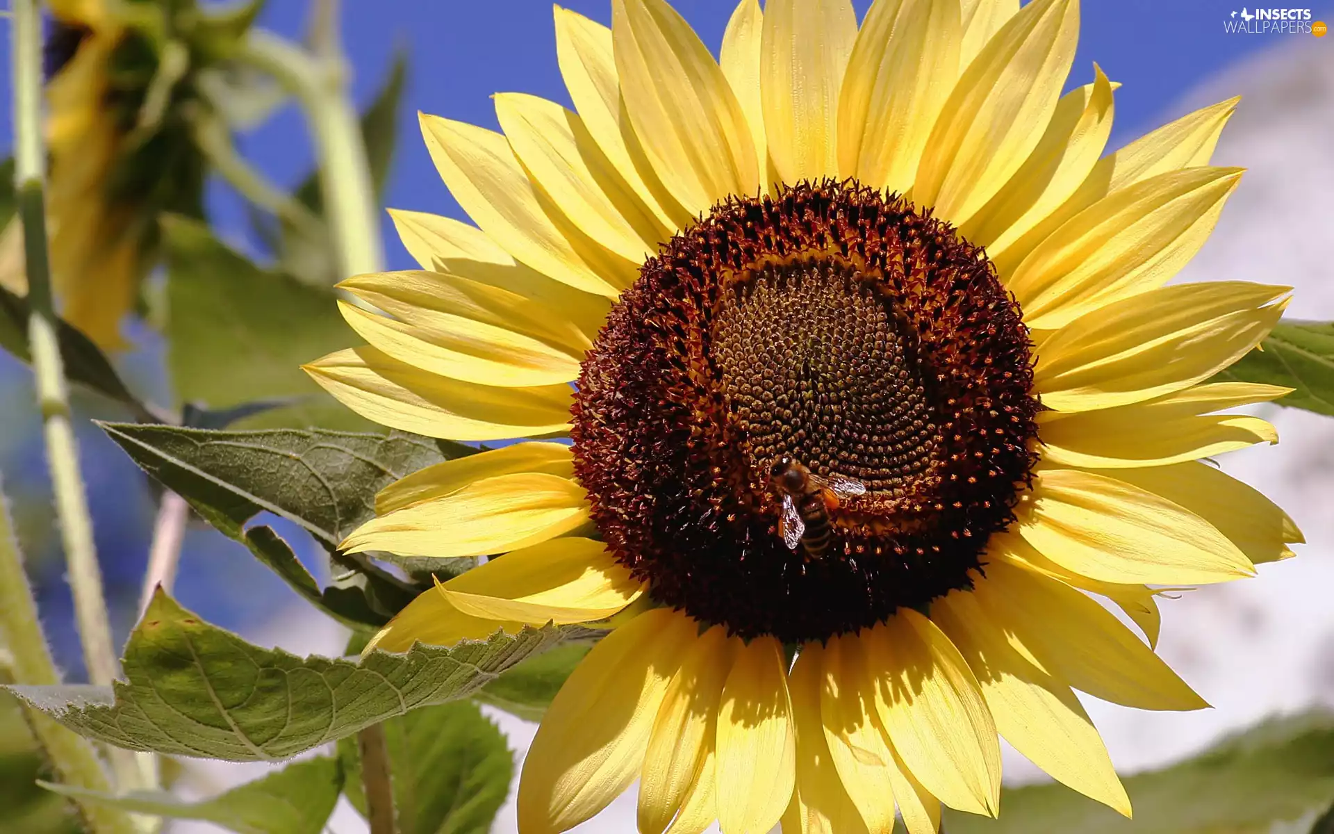 sunflower, bee, an