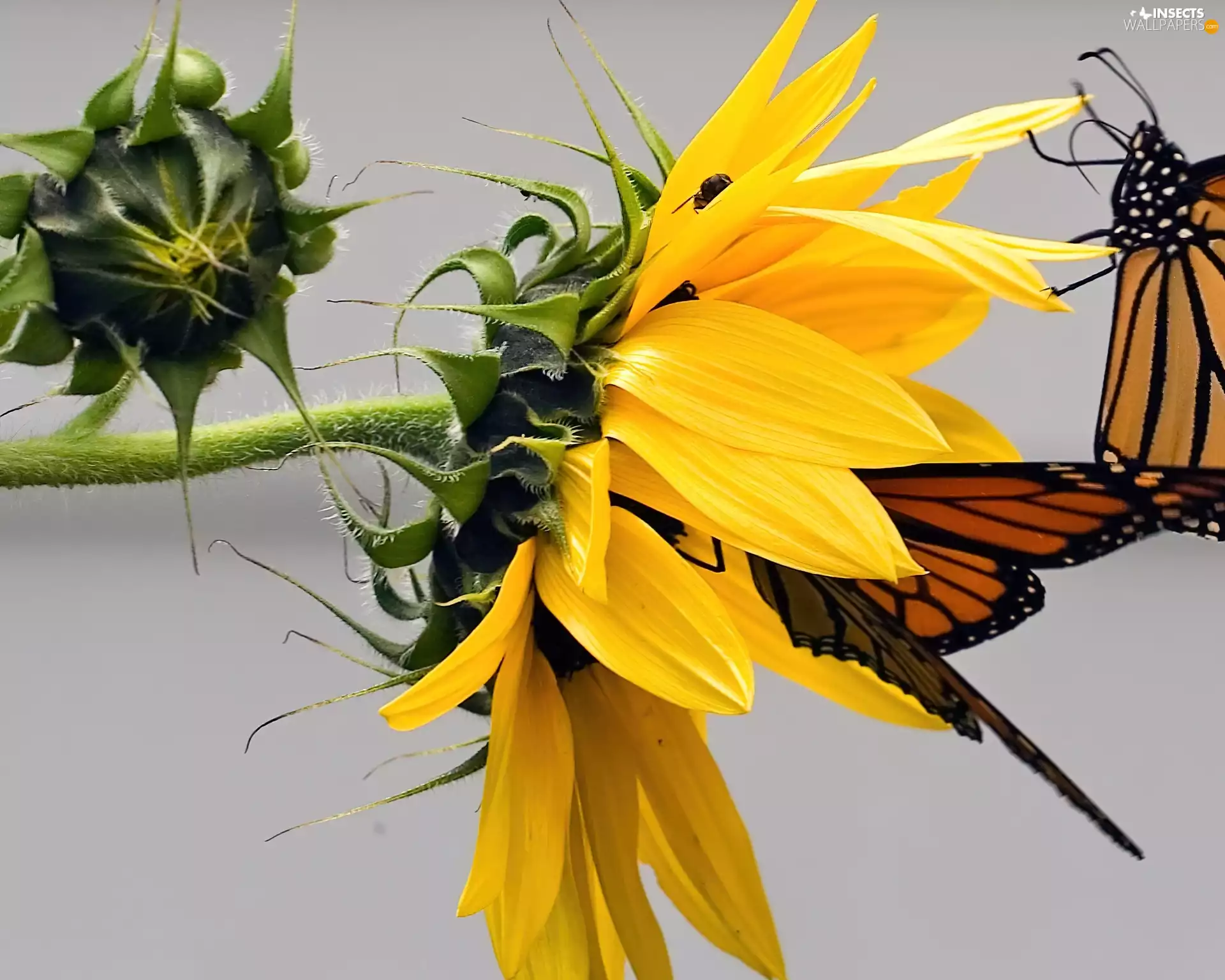 Sunflower, butterflies