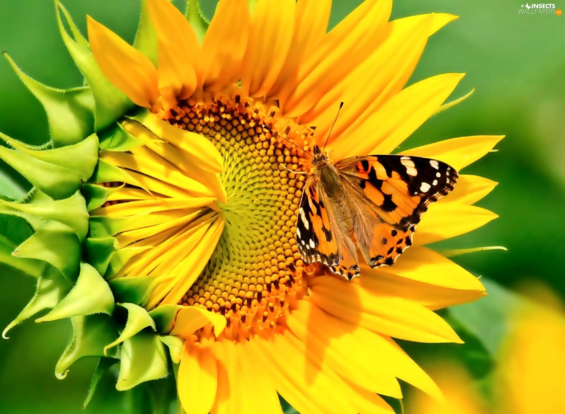 Sunflower, butterfly