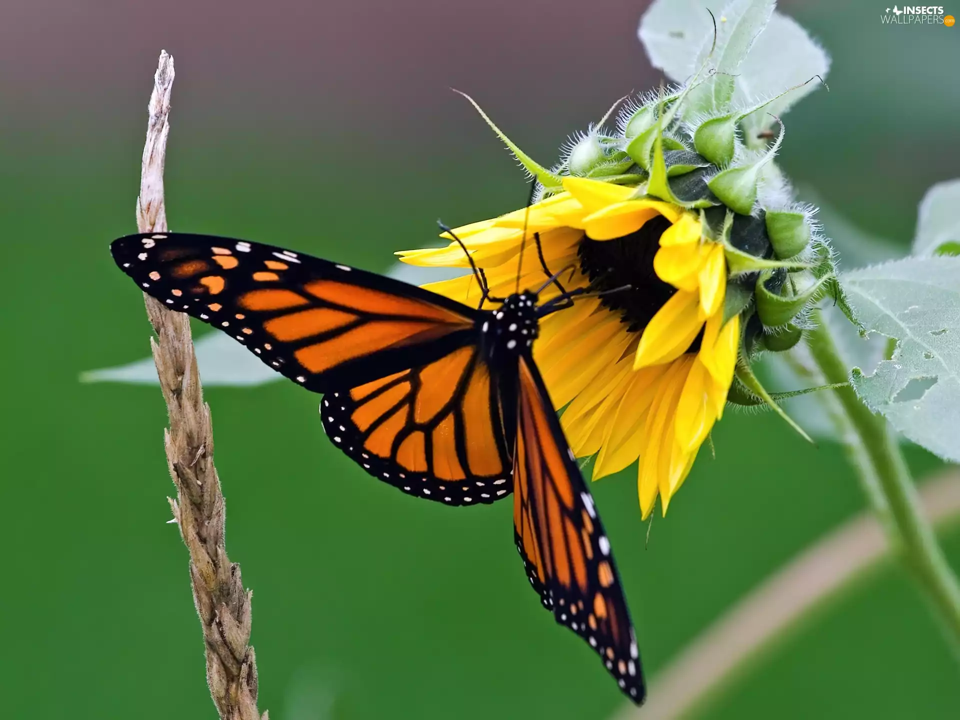 Sunflower, monarch, butterfly