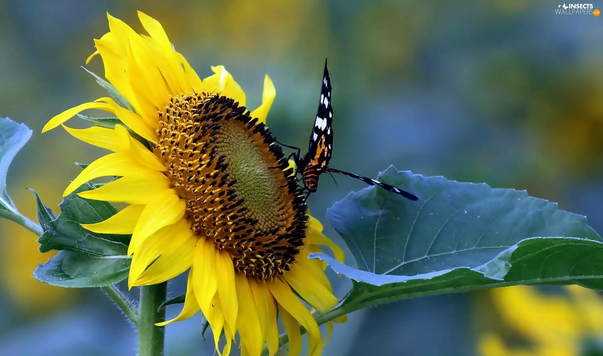 Sunflower, butterfly