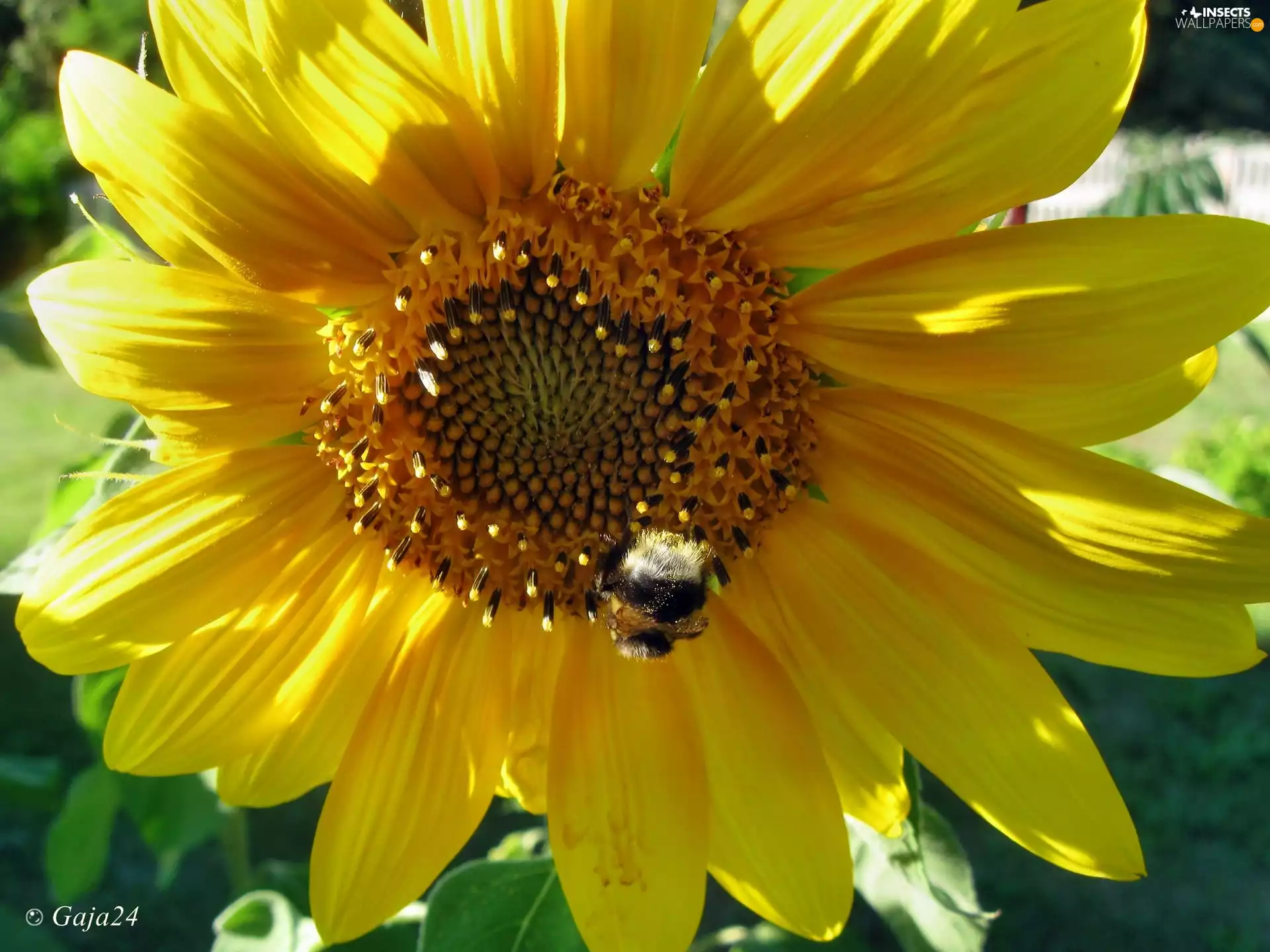 Sunflower, dumbledor