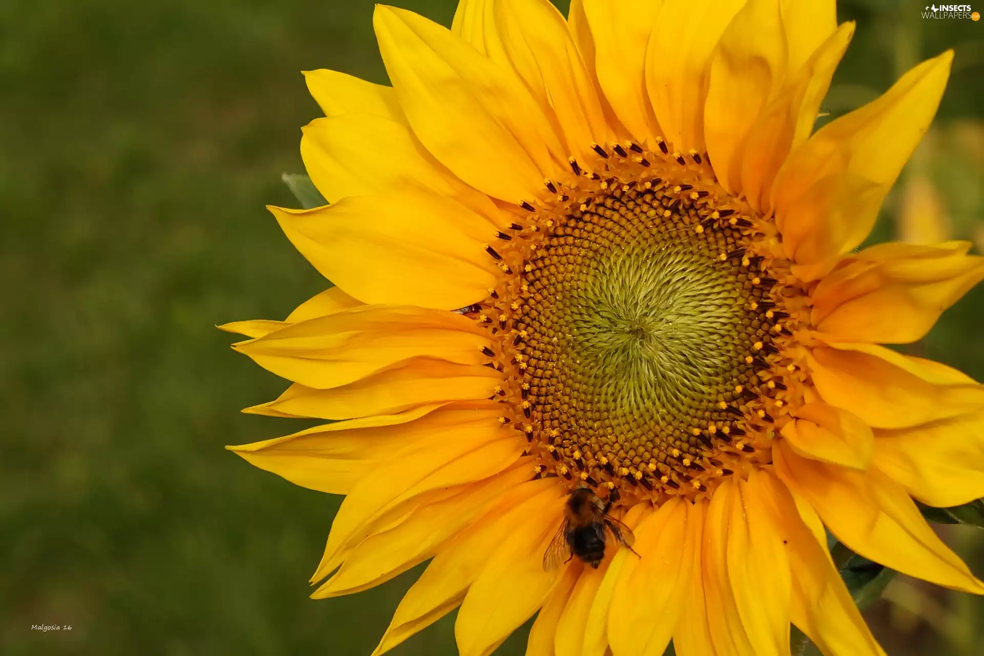 Sunflower, dumbledor