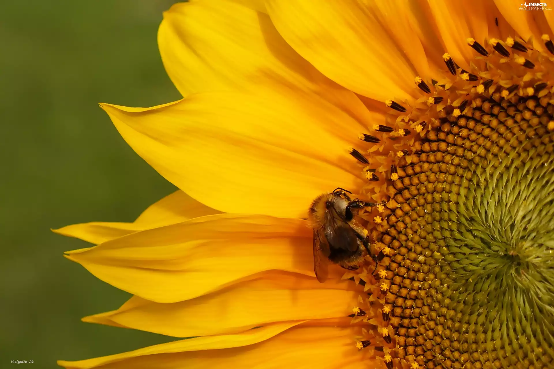 Sunflower, dumbledor