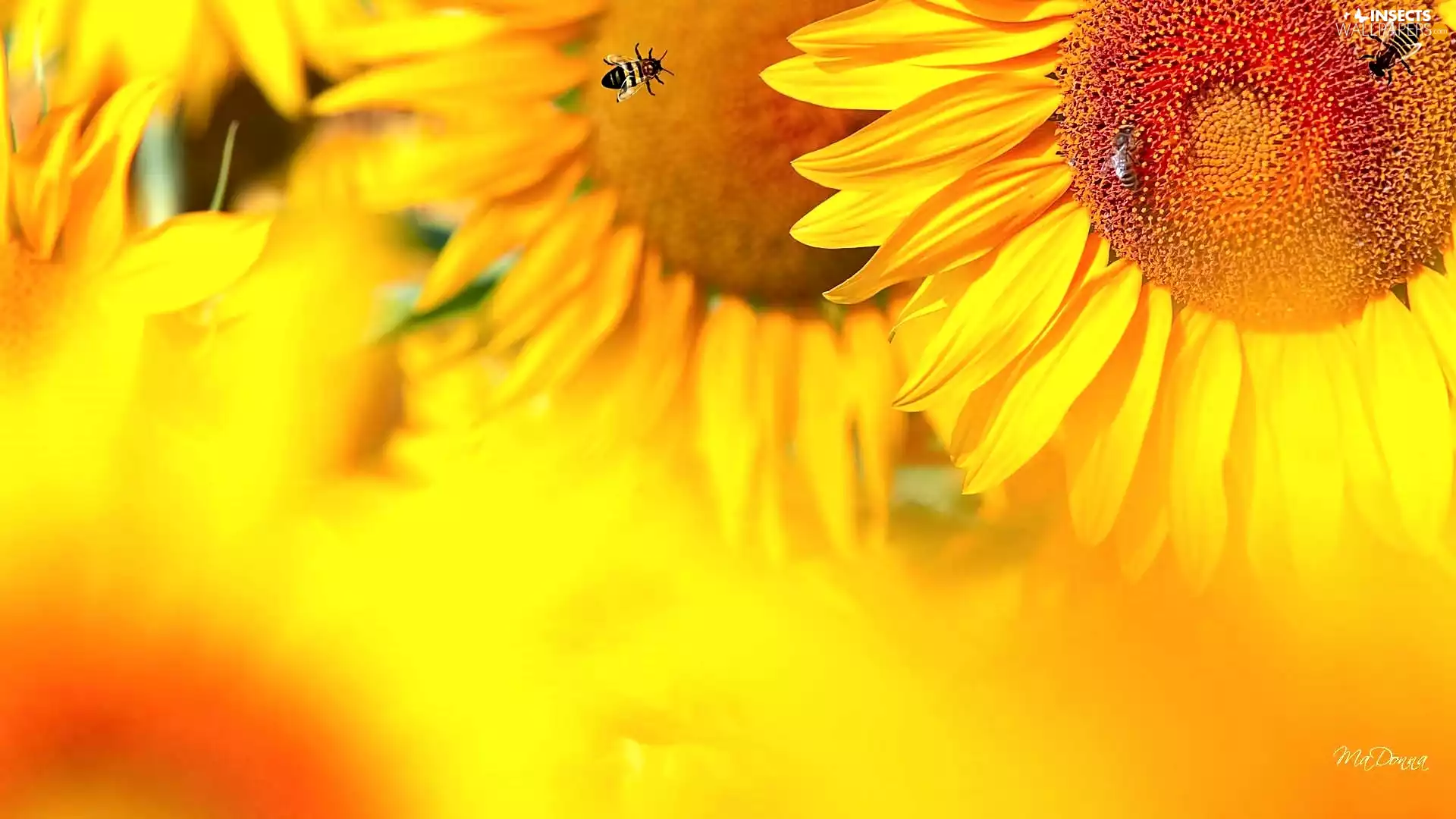 Nice sunflowers, rapprochement, blur, Bees