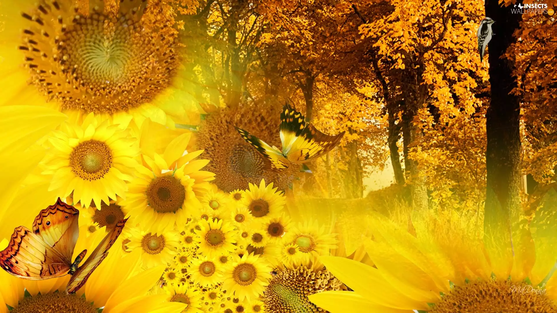 Nice sunflowers, viewes, butterflies, trees