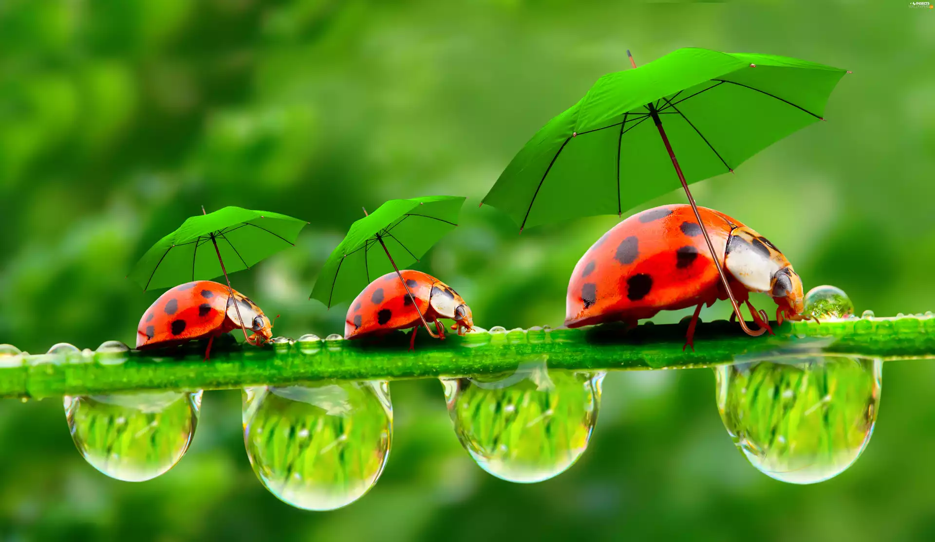 ladybugs, drops, water, Sunshade