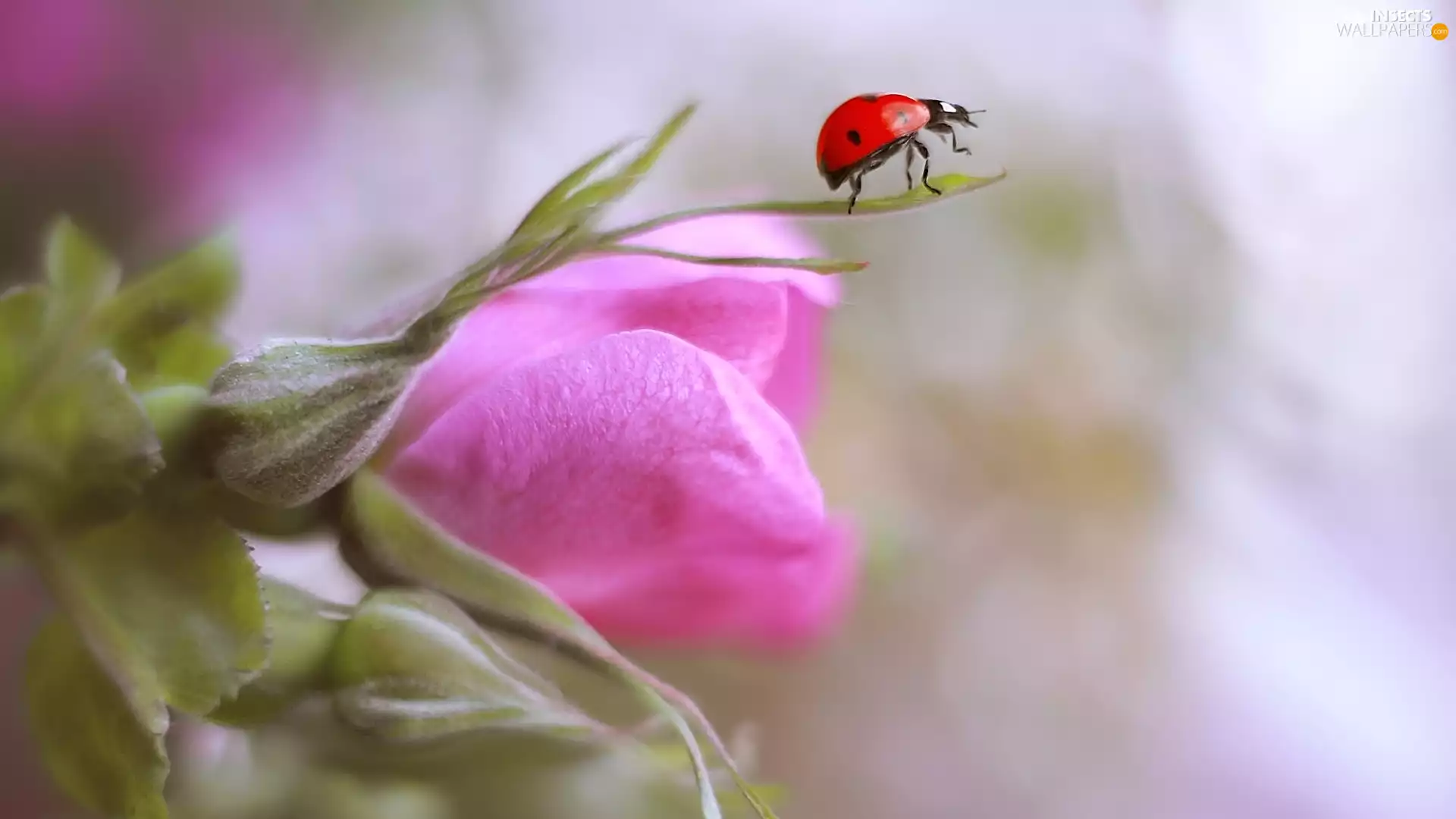 Sweet Briar, ladybird