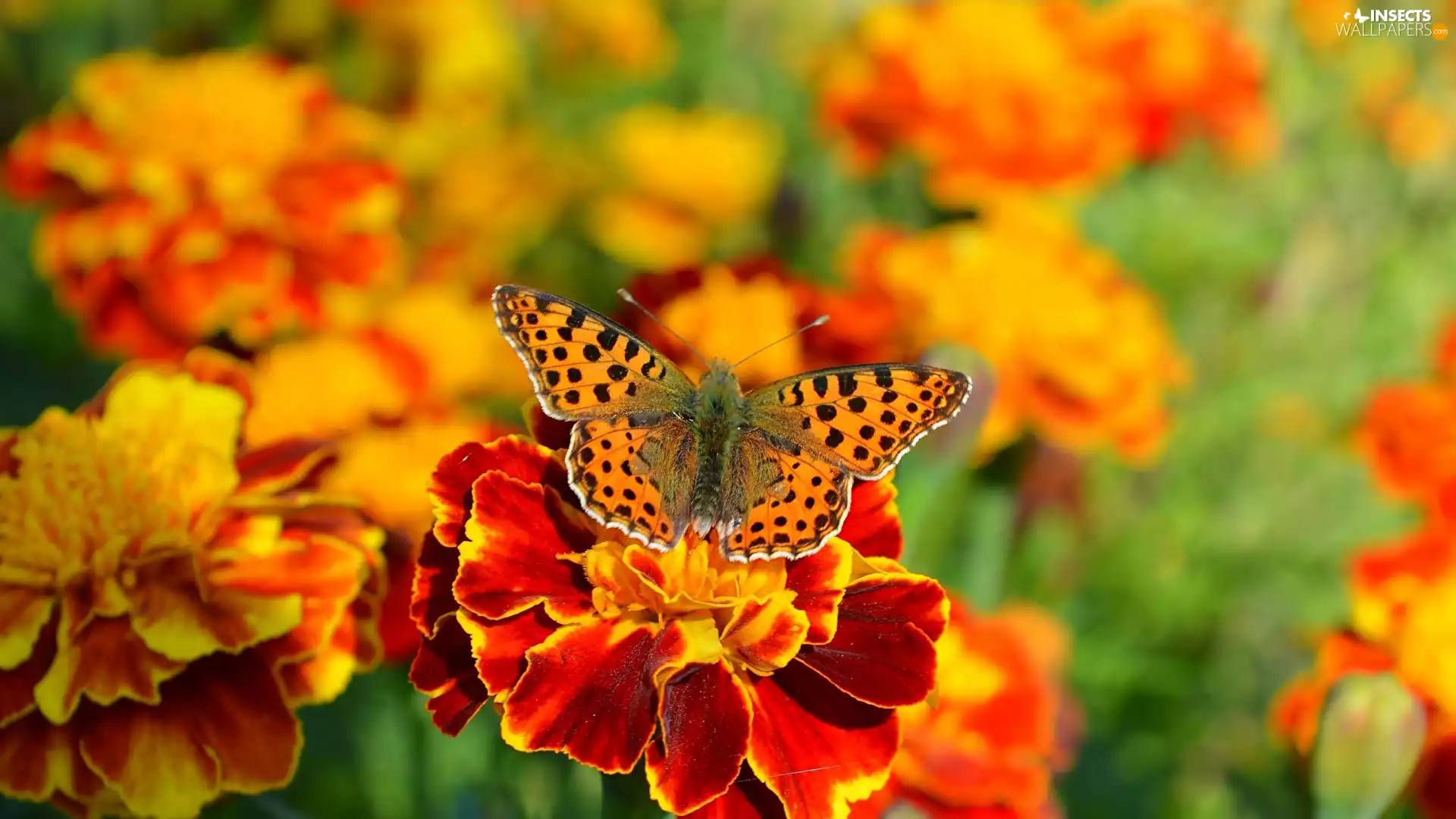 Argynnis, blurry background, Tagetes, butterfly, Colourfull Flowers