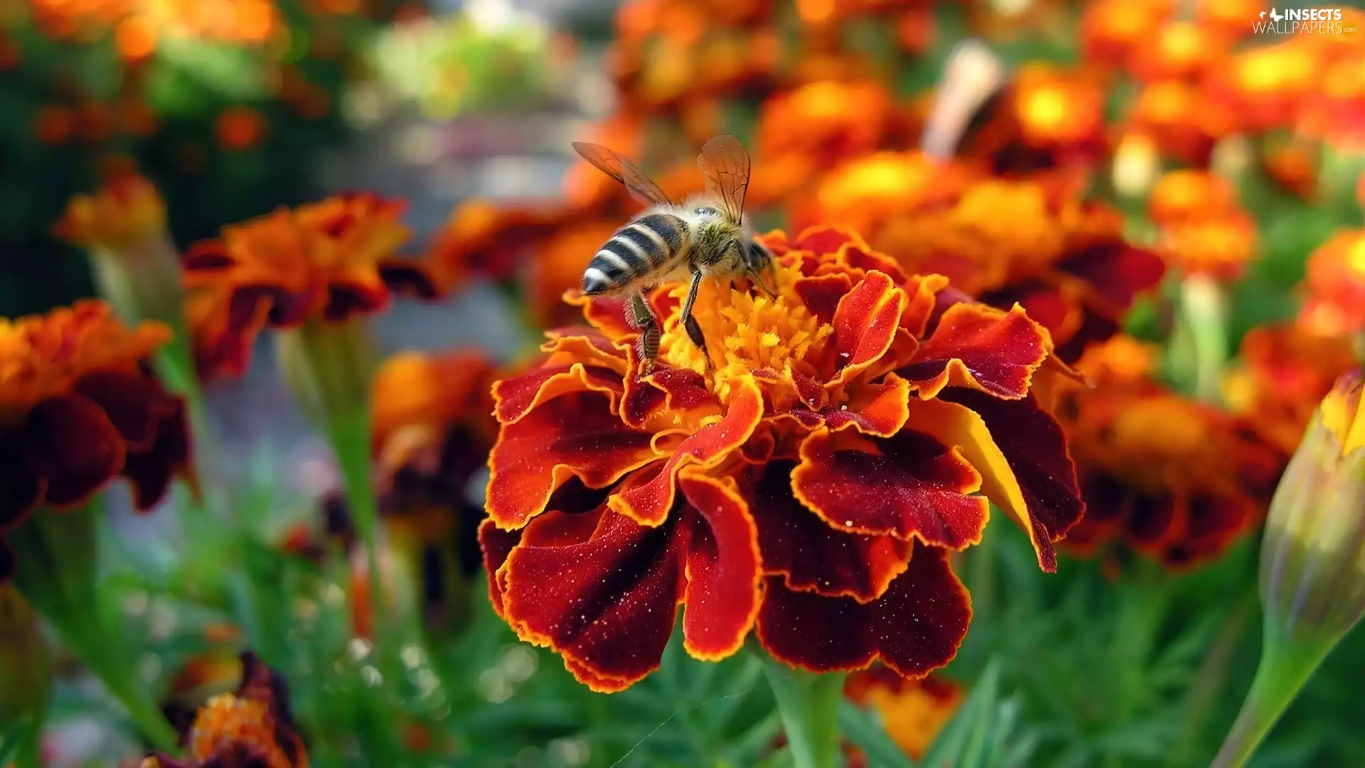 Tagetes, bee