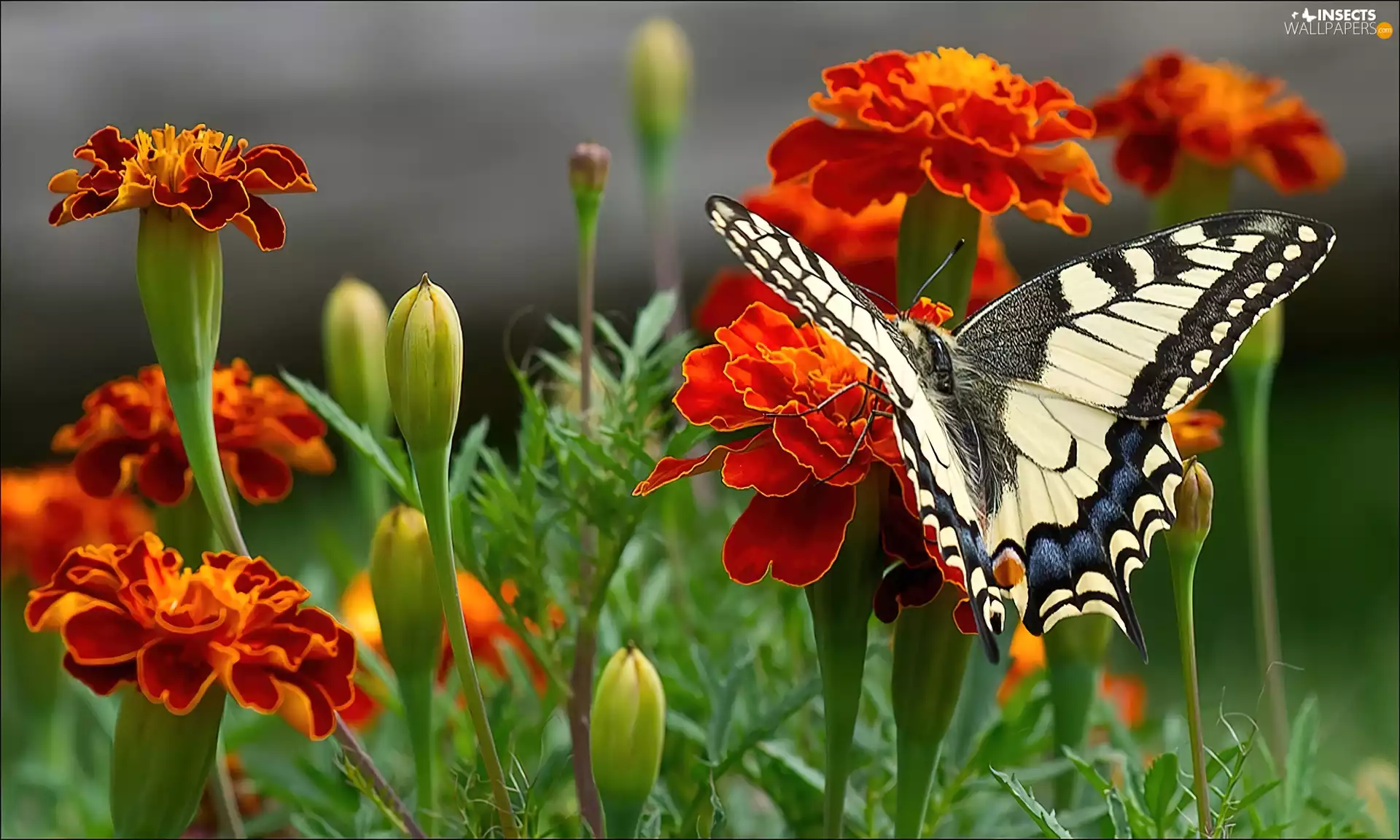 white, Orange, butterfly, Tagetes, Black, Flowers